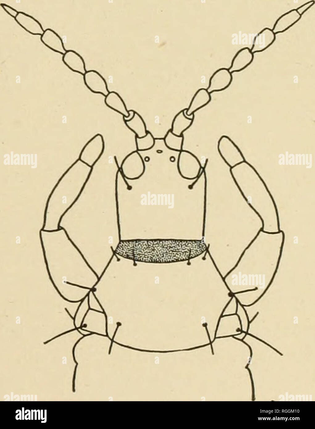 . Bollettino dell'Illinois membro Laboratorio di Storia Naturale. Storia naturale. 369 Trichothrips huffcE sp. nov. (Fig. 5). Femmina.-Lunghezza di circa 1.9 mm. Il colore generale nero; antenna! I segmenti 1-3, Tarso, e delle articolazioni delle gambe, solitamente marrone giallastro. Capo quasi larga quanto lunga, ampiamente arrotondati nella parte anteriore; guance lieve ly convergenti posteriormente; laterale e superfici dorsale percettibilmente trans versely striate, scarsamente, brevemente, e scarsamente visibilmente spinose; postoculai setole blunt, leggermente più lungo rispetto agli occhi. Gli occhi di quasi un terzo come lungo come la testa. Ocelli antero; ocellus anteriore poco o Foto Stock