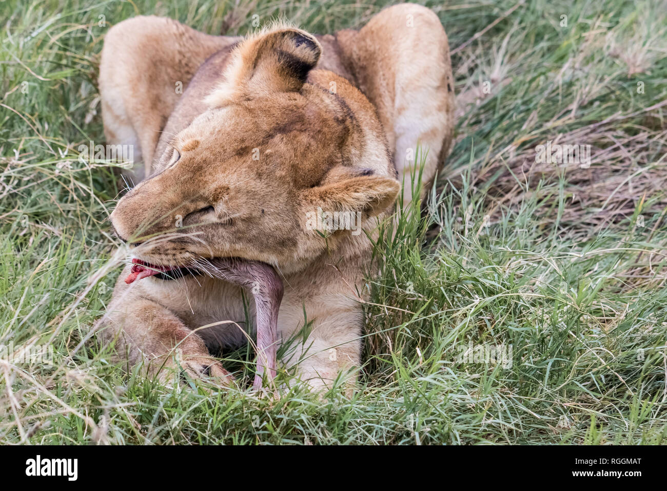 Il leoncello mangiare preda Foto Stock