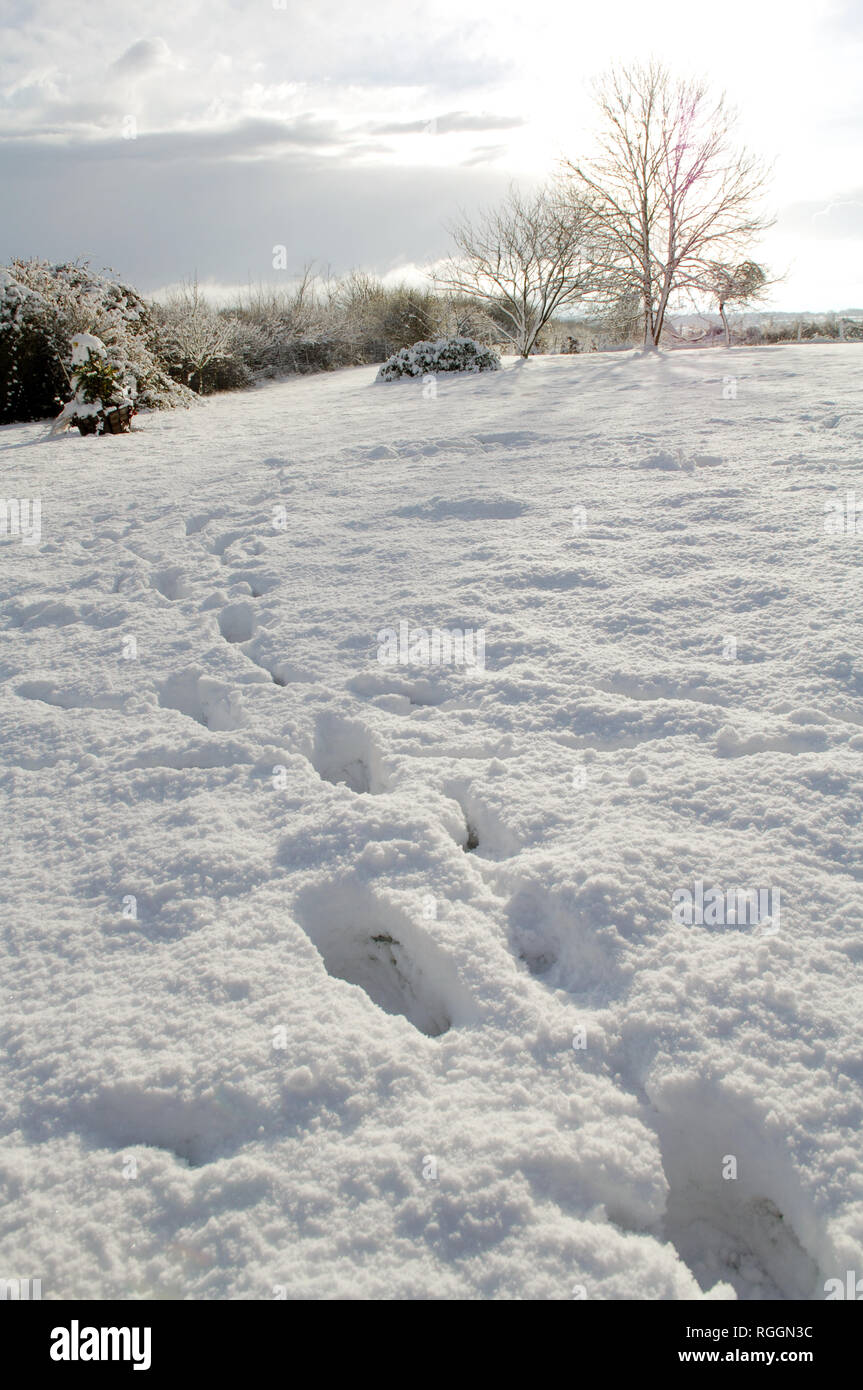 Scena di neve comprese Orme nella neve Foto Stock