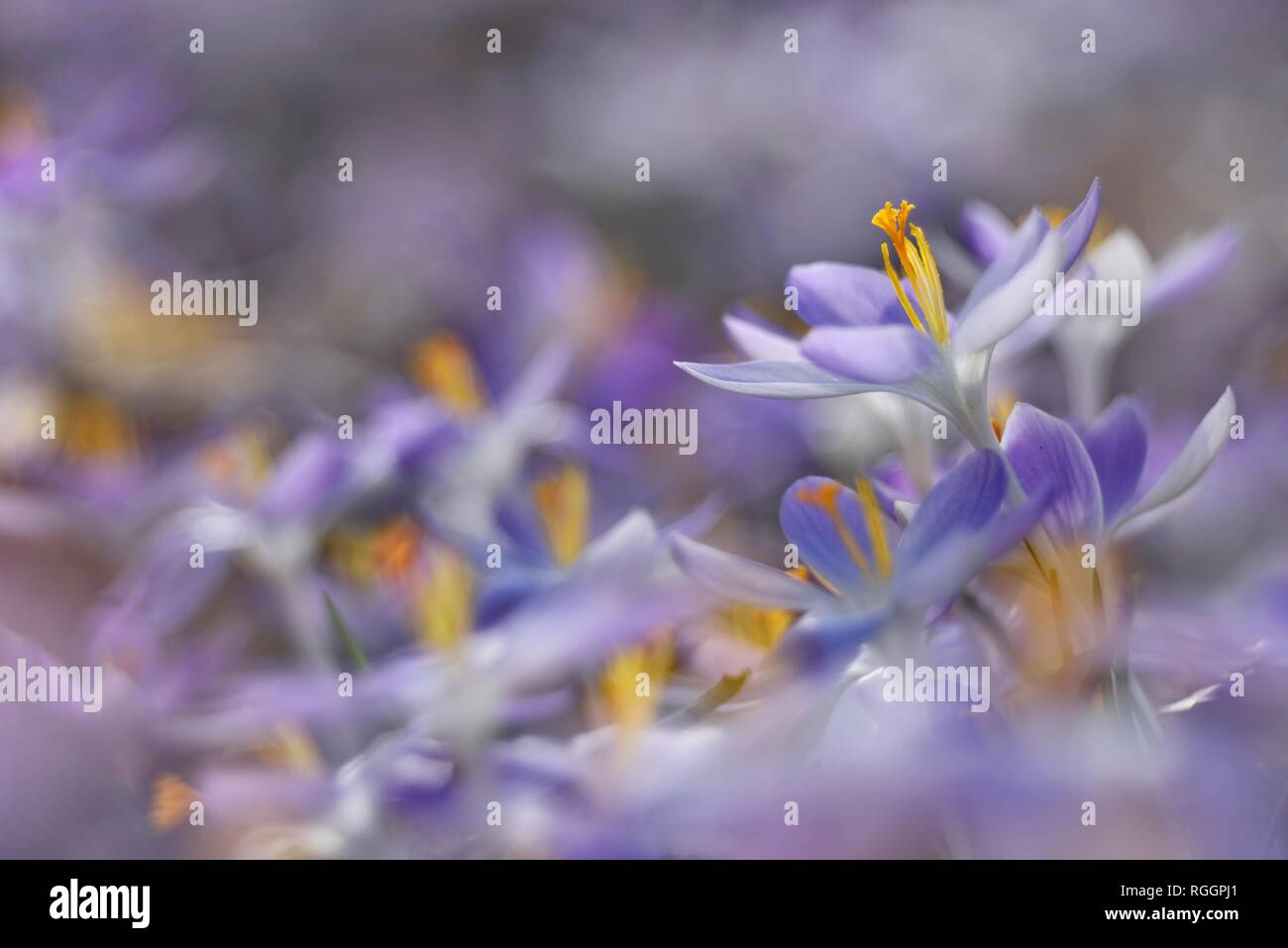 Crochi viola (Crocus), tappeto di fiori, Sassonia-Anhalt, Germania Foto Stock