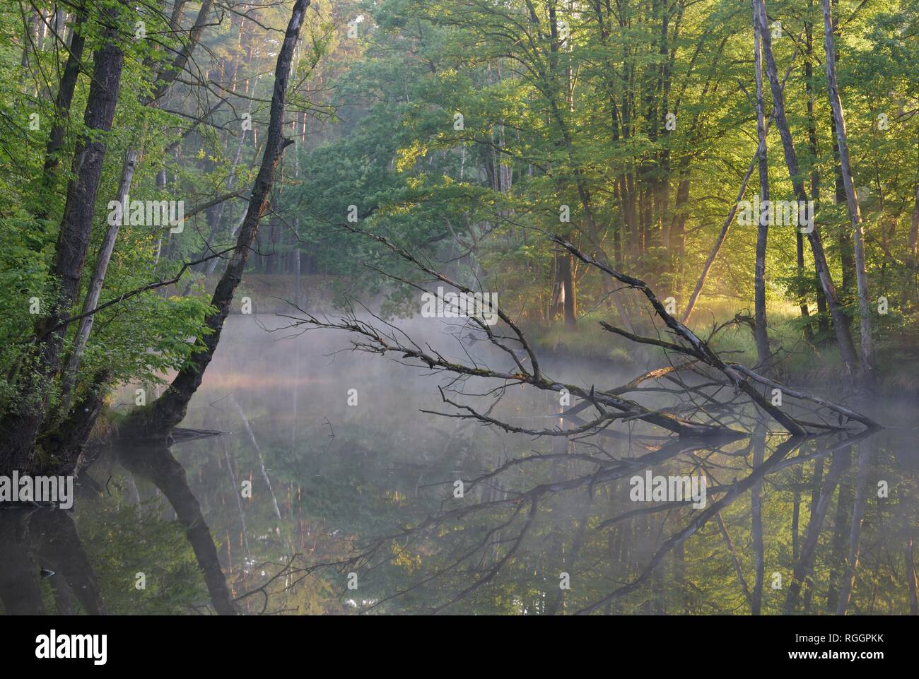 Albero morto giace in un vecchio braccio della Sprea nella nebbia mattutina, riserva della biosfera Lusatian superiore e Heath Pond paesaggio, Sassonia Foto Stock