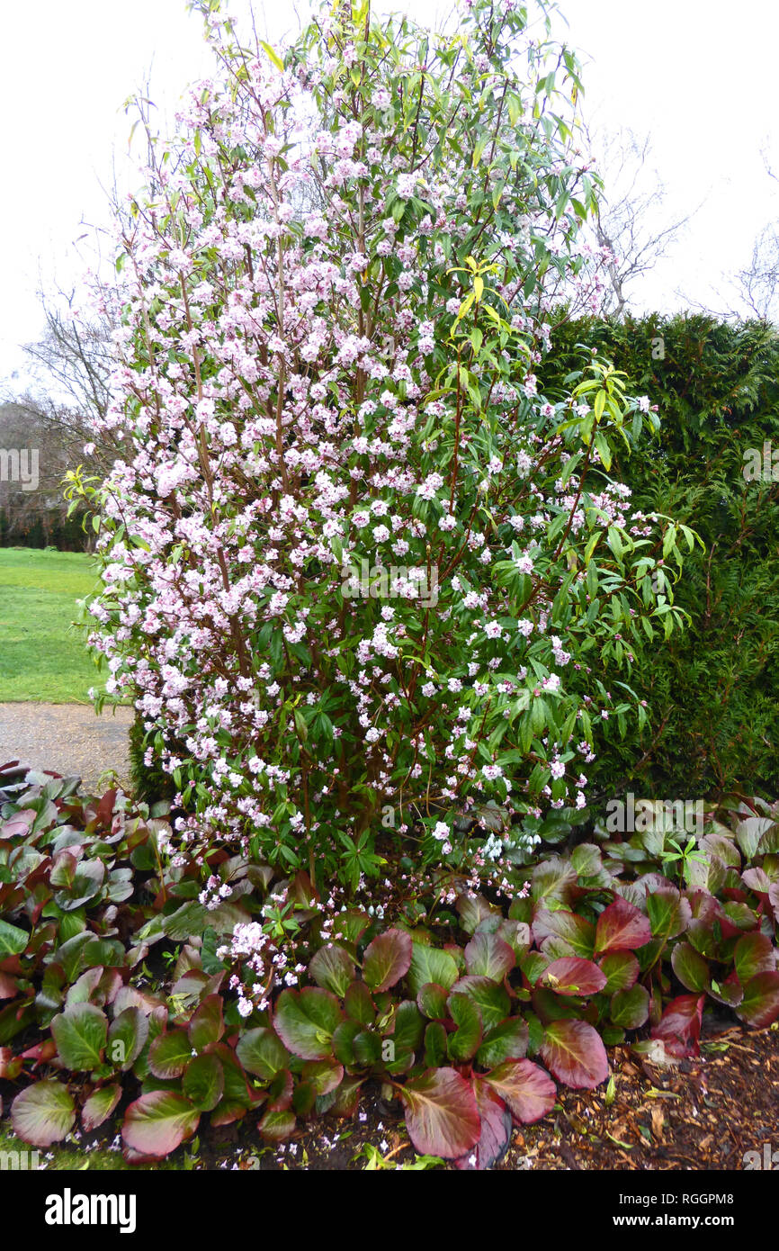 Daphne bholua jacqueline postill in Cambridge Giardino Botanico in gennaio Foto Stock