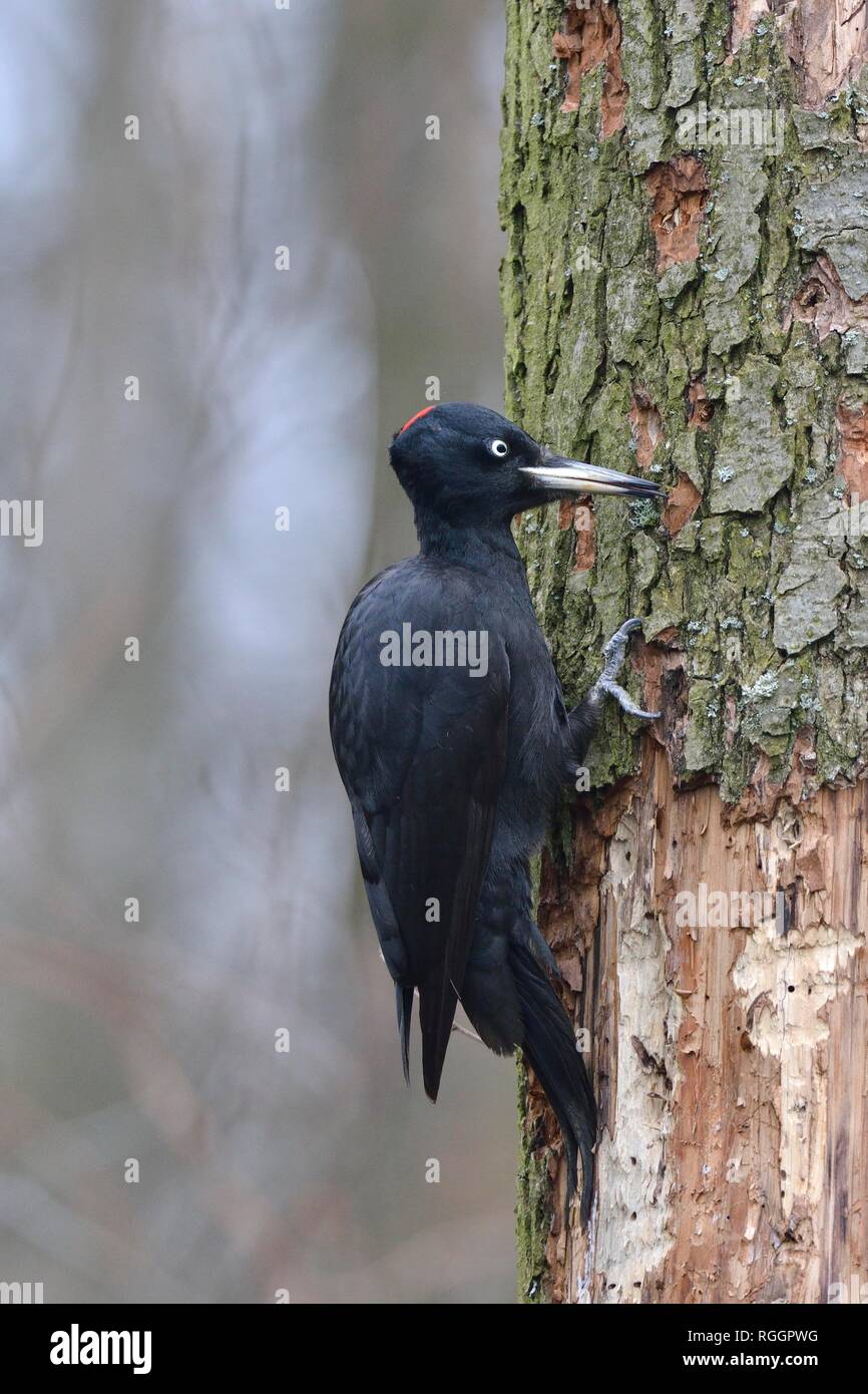 Picchio nero (Dryocopus martius) alla ricerca di cibo su un albero morto tronco, Upper Lusatian Heath e laghetto paesaggio, Sassonia Foto Stock