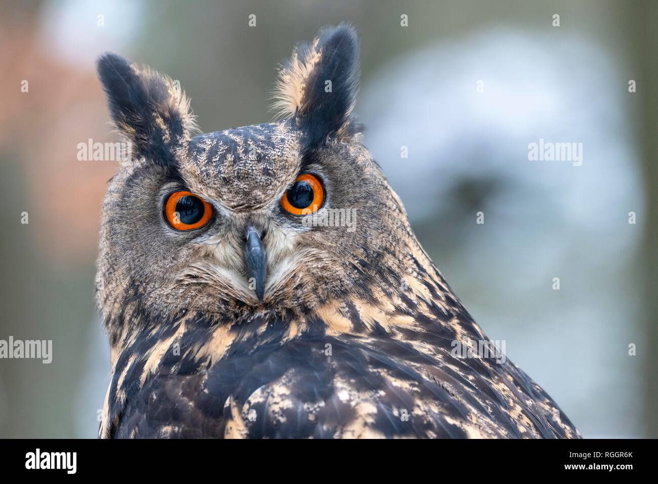 Gufo reale (Bubo bubo), animale ritratto, captive, Repubblica Ceca Foto Stock