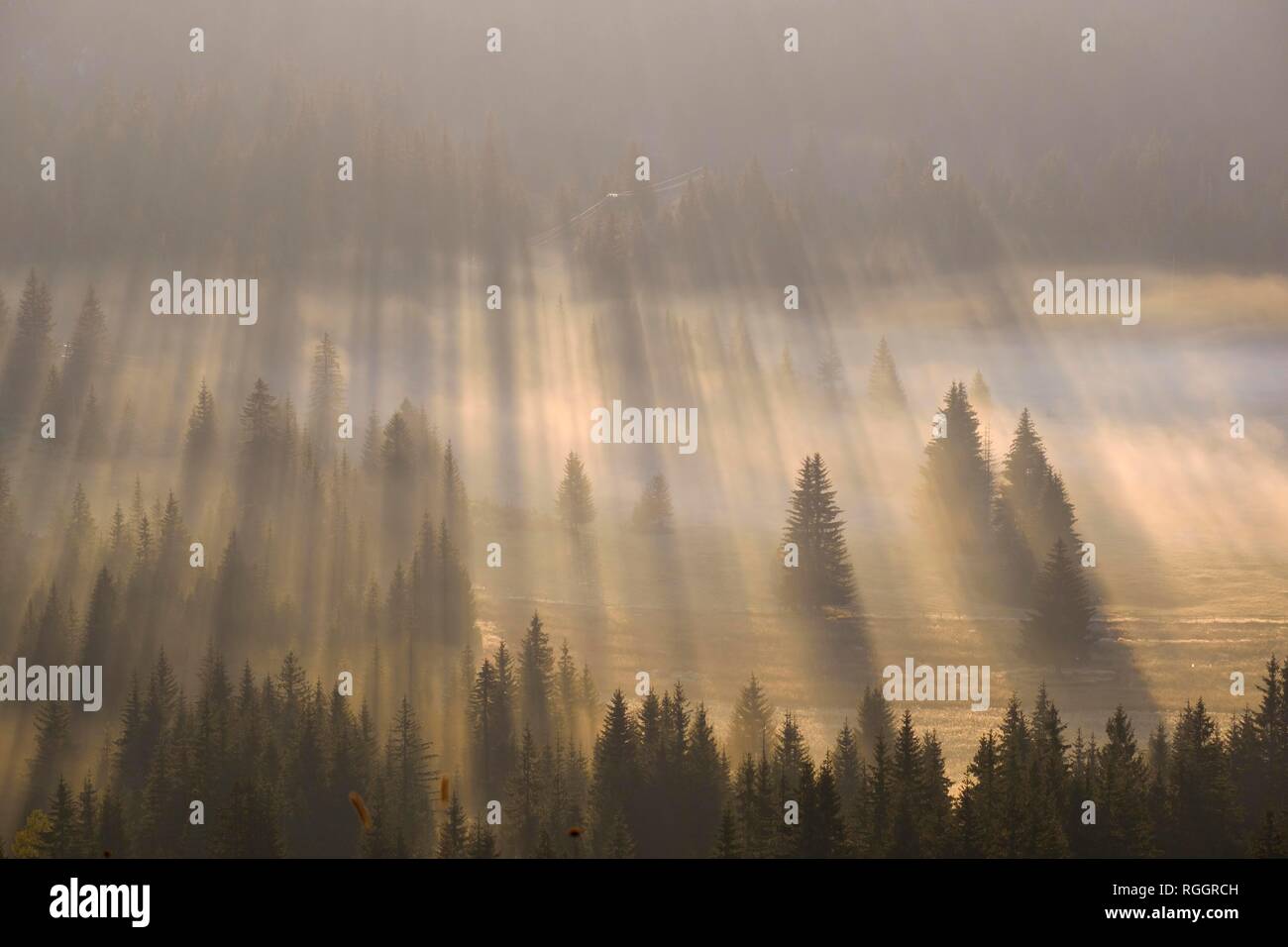 Raggi di sole risplendere nella foresta attraverso la nebbia, sunrise, vista da Curevac, Parco Nazionale del Durmitor, Zabljak Provincia, Montenegro Foto Stock