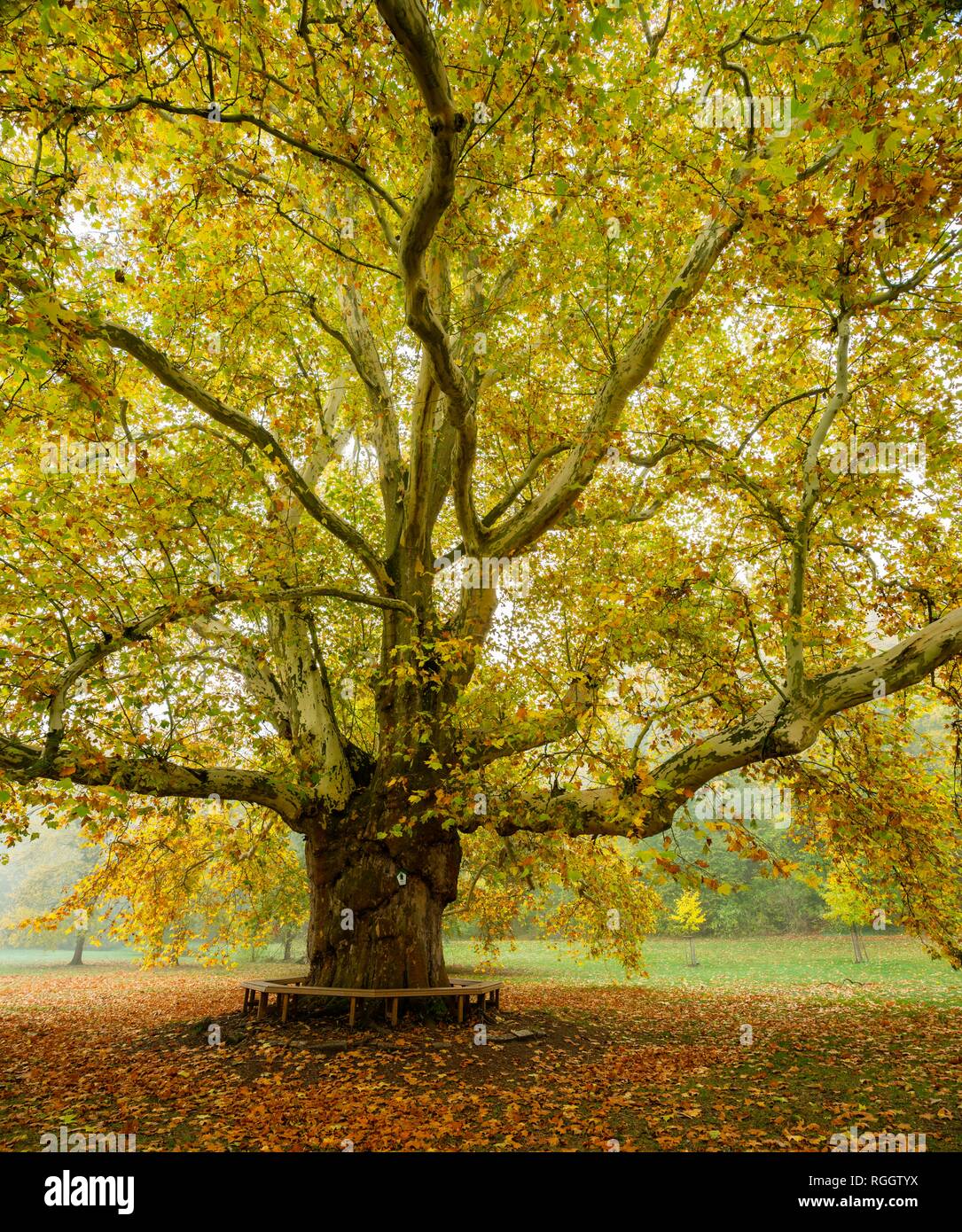 Piano gigante tree (Platanus) nel parco, Autunno, Naumburg, Sassonia-Anhalt, Germania Foto Stock