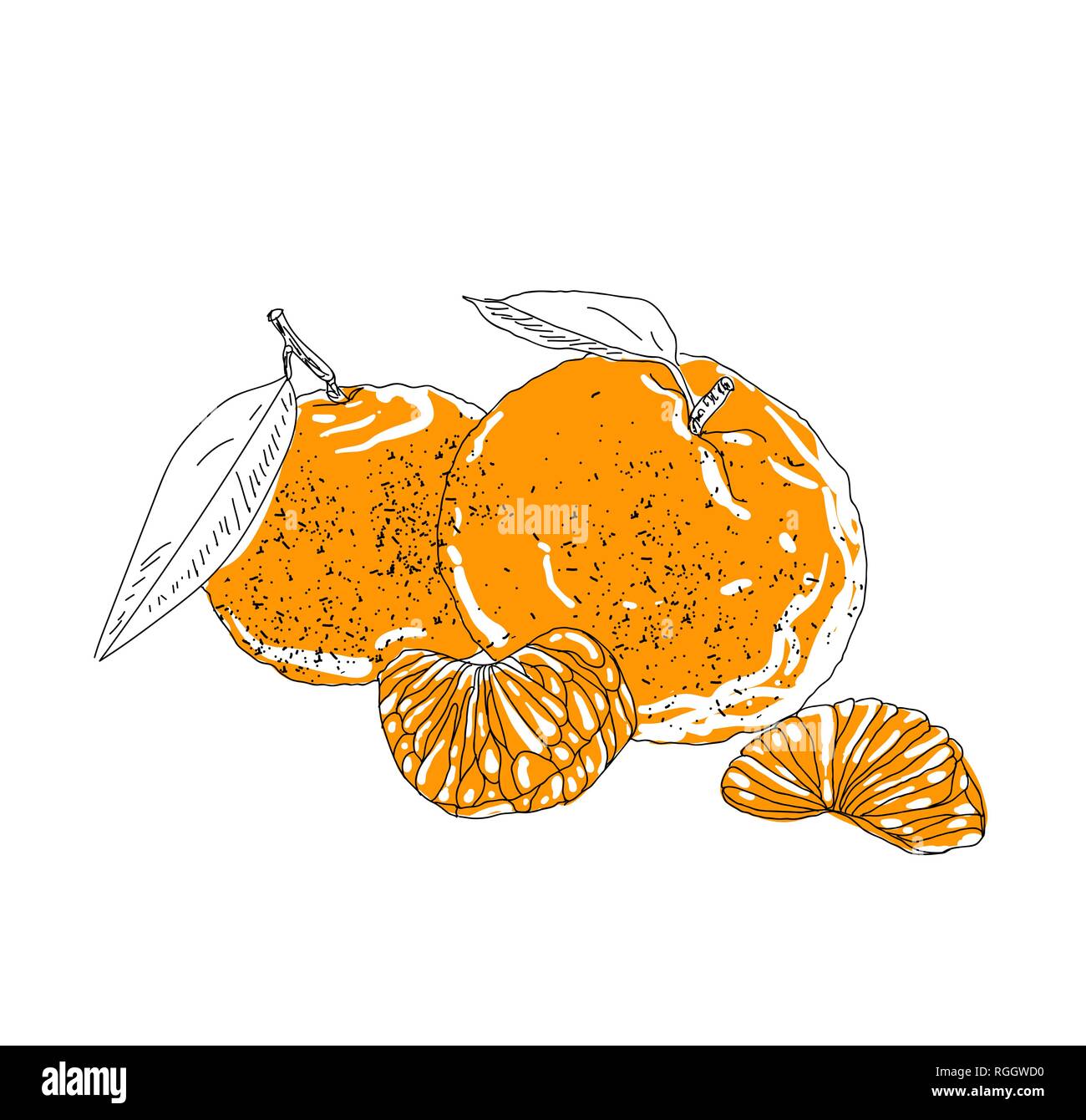 Disegnata a mano vector estate bevanda ghiacciata con cittrus. Limone e menta. Detox acqua. Illustrazione lineare. - Illustrazione Vettoriale Illustrazione Vettoriale Disegnata a mano vector estate bevanda ghiacciata con cittrus. Limone e menta. Detox acqua. Illustrazione lineare. - Illustrazione Vettoriale Illustrazione Vettoriale