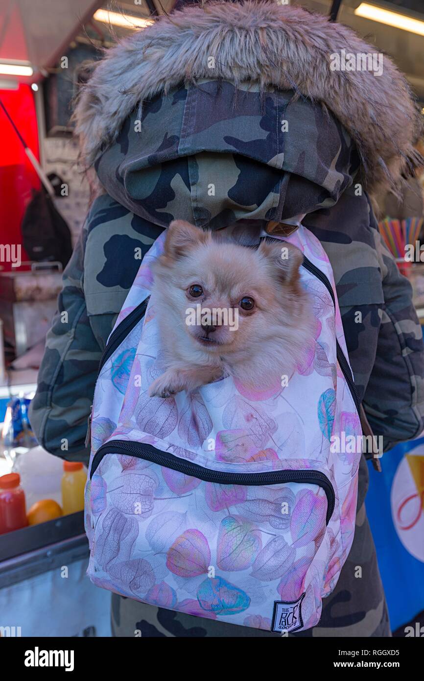 Un cane di piccola taglia in uno zaino sulla schiena di una donna, Paesi Bassi Foto Stock