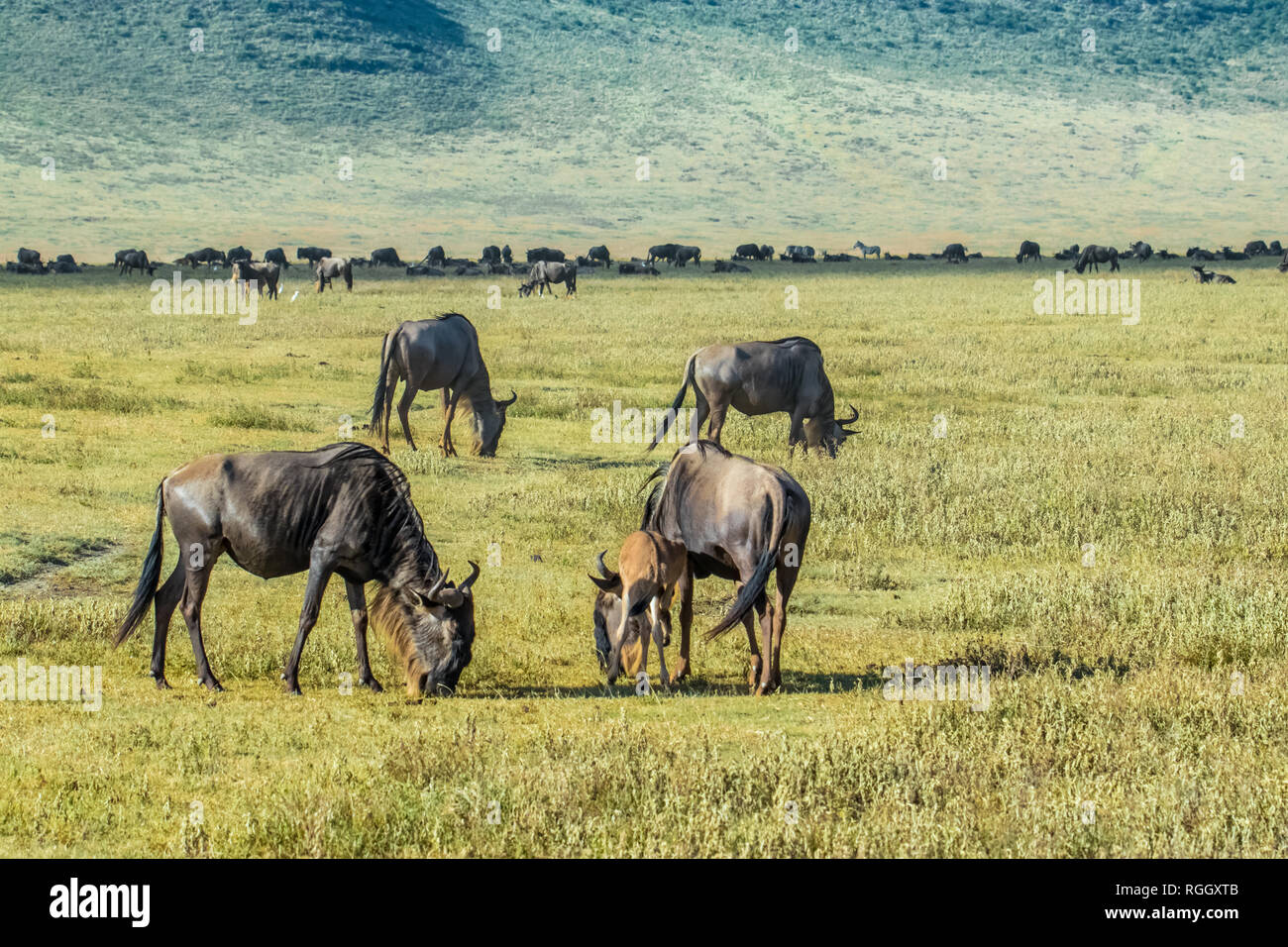 Wildebeests nella savana Foto Stock