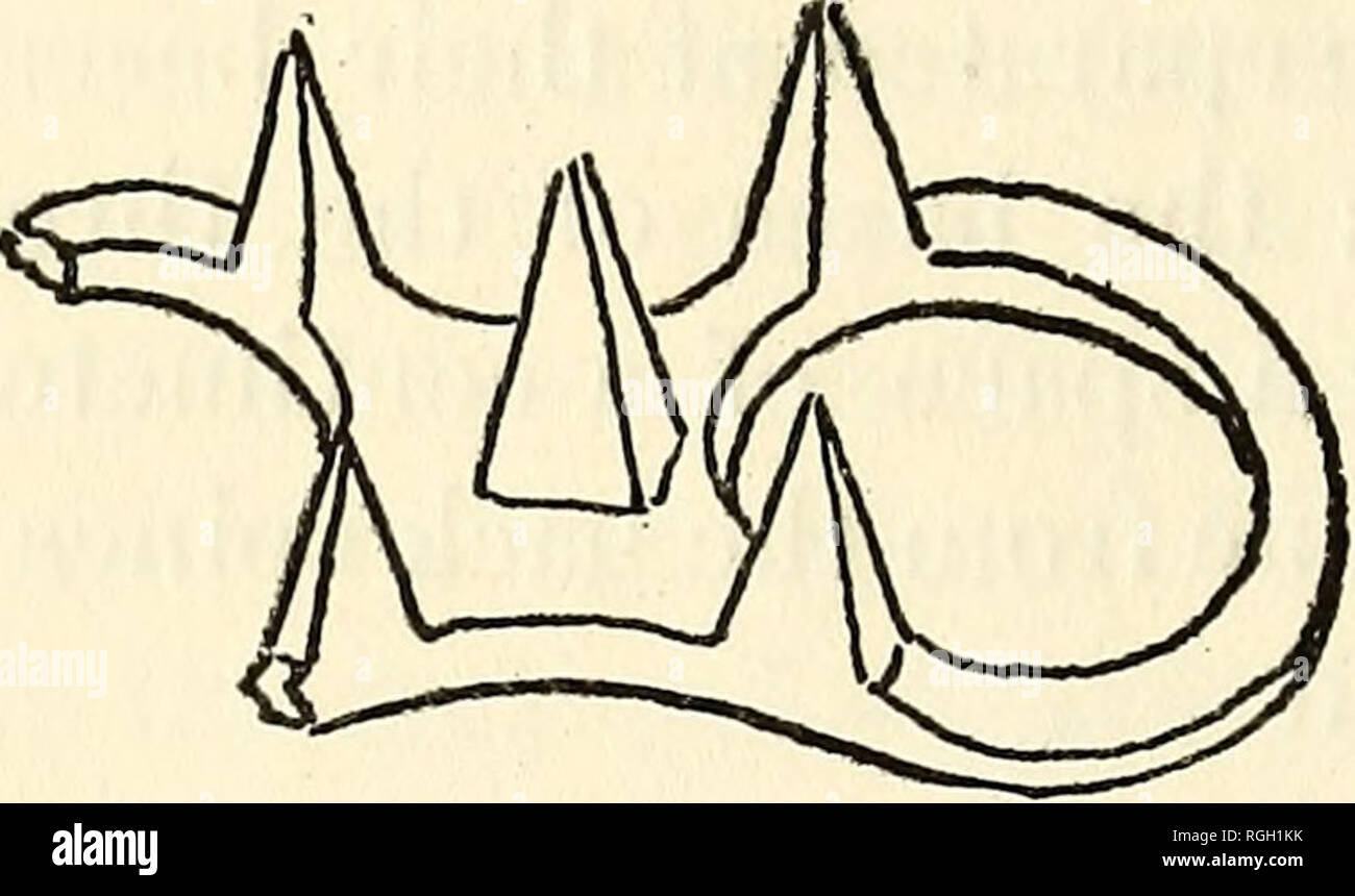 . Bollettino dell'Essex Institute. Essex Institute; Storia Naturale; genealogia. 146 bollettino dell'Essex Institute.. Fig. 5. In questa forma le manopole possono essere ampiamente distanziate o vicino a- gether (Fig. 4). Furtwangler figure uno da Olympia con cinque spine (Fig. 5), e nella raccolta Zschille è uno con due spine solo piastra (II, Fig. 9), essendo questi quelli associati con nessuna traccia di una colonna vertebrale anteriore avente esisteva. Mentre la decorazione è generalmente duplicato su entrambi i lati che è la simmetria bilaterale dell'oggetto viene effettuata nella decorazione, non ho mai visto due bow-estrattori o simili Foto Stock