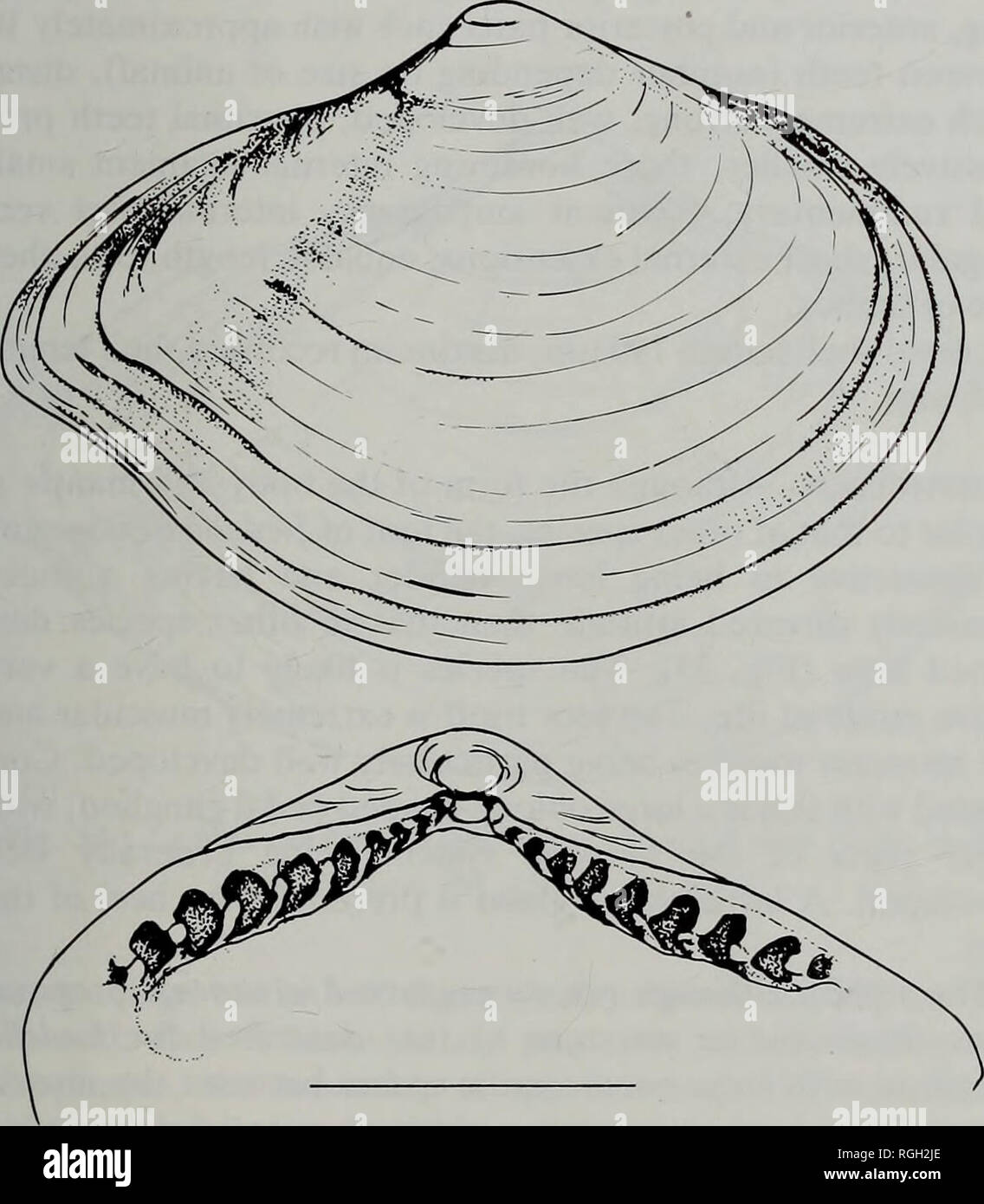 . Bollettino del Museo Britannico di Storia Naturale) Zoologia. DEEP SEA PROTOBRANCHIA 60-, 5o- W/L 143 • • • • • • • • • h/l 80 7o- 60-, 5o- • • • • • • • • •• PL/ TL lunghezza mm Fig. 33 Ledella jamesi: un analisi del cambiamento di forma con la crescita come mostrato dai rapporti umbone posteriore lunghezza/lunghezza (PL/TL), altezza/lunghezza (H/L) e di larghezza/lunghezza (W/L) tracciata contro la lunghezza per campioni dalla stazione 239. Lunghezza totale con rapporto di lunghezza crescente. Allo stesso tempo vi è una generale riduzione della altezza/rapporto lunghezza ma in rapporto larghezza/lunghezza cambia poco. La curvatura del margine dorsale cambia anche con un Foto Stock