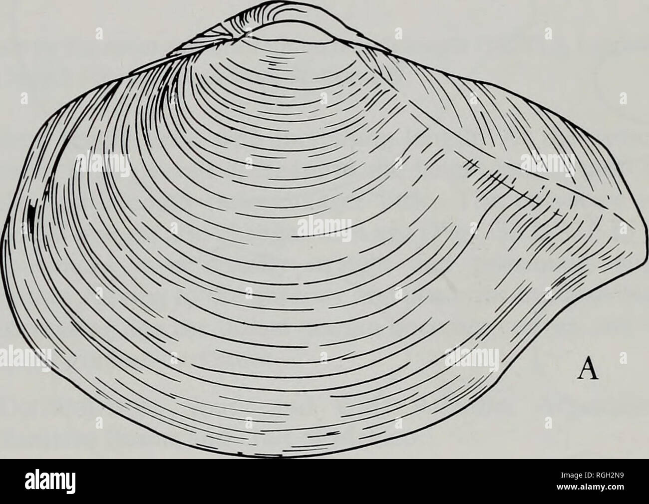 . Bollettino del Museo Britannico di Storia Naturale) Zoologia. DEEP SEA PROTOBRANCHIA 141 60 W/L, 4o e 9o H/L- 60- AA • Una %• • ou- TL A A A A A A A aa A A A A A A A A A • * UN • • • • una . • A. A# • • • • • • • • • • un 4 o un 1 1 1 ( 2 3 lunghezza mm 4 Fig. 29 Ledella sublevis: un analisi del cambiamento di forma con la crescita come mostrato dai rapporti, posteriore umbone lunghezza/lunghezza (PL/TL), altezza/lunghezza (H/L) e di larghezza/lunghezza (W/L) tracciata contro la lunghezza per gli esemplari provenienti da stazioni Walda DS25 (cerchi chiusi) e 259 (triangoli aperti). Regolatore di profondità Sta(m) n. lat. A lungo. Data di marcia Atlantis II 239 60 240 262 264 Knorr 25 Foto Stock
