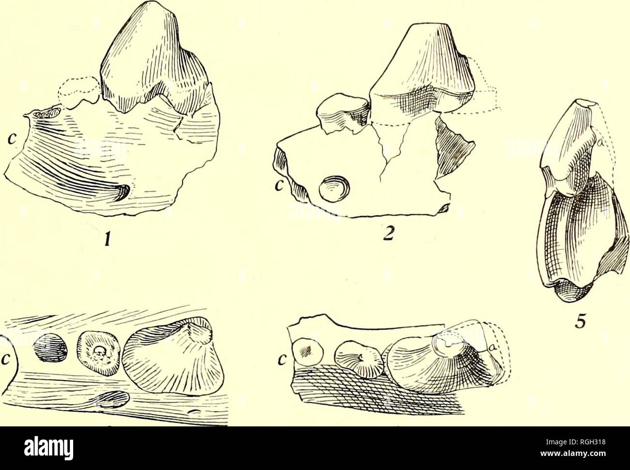 . Bollettino del Dipartimento di Geologia. La geologia. Mekriam.] Pliocene e Quaternaria Canidae. 281 Ripristino non è giustificata dal fatto che la porzione esterna del tallone è stata ininterrotta. In fig. 4 lo scrittore ha indicato in una linea ininterrotta di un terzo suggerimento quanto alla probabile forma, inizio il resto- orazione in corrispondenza del punto a in cui la rottura del tallone si verifica. Questo mostra il dente per avere una forma simile a quella della PT in Hyaenognathus, sebbene non così ampie. Cope classificati Borophagus sul presupposto che esso aveva quattro premolari inferiore, sebbene egli suggerisce di dubbio di questo in un punto della sua descripti Foto Stock