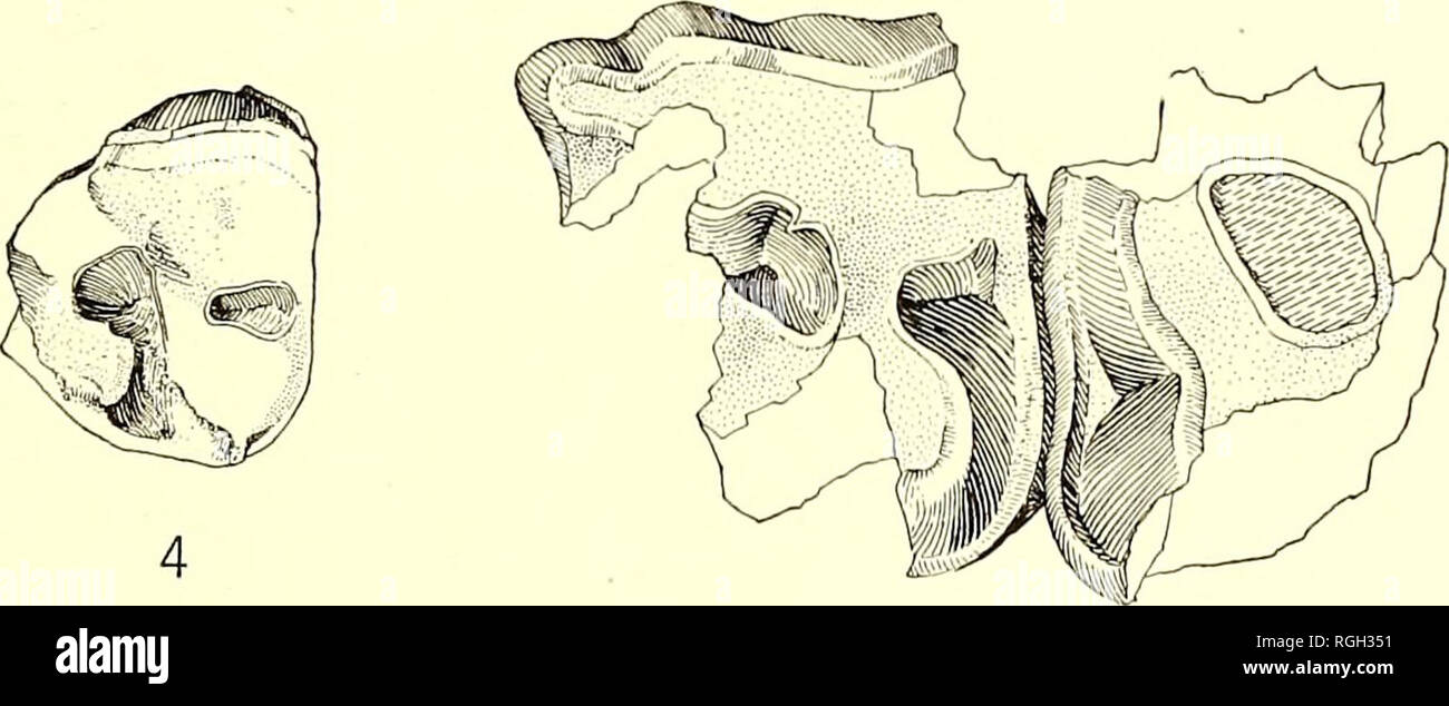 . Bollettino del Dipartimento di Geologia. La geologia. 1920] Stock: Uno dei primi vertebrati terziaria Fmina 271 CAENOPUS? O DICEEATHERIUM?, sp. indet. Tre frammentarie denti superiori appartenenti ad un unico rinoceronte, no. 23614, figure 4 e 5 sono disponibili per lo studio. Questi esemplari rappresenta P- e apparentemente P- e P-. Essi corrispondono piuttosto strettamente in dimensioni con analoghi denti di Oligocene rinoceronti e in particolare con quelle di Caenopus occidentalis come immaginato da Osborn.^ nel carattere di dimensione sono paragonabili anche per alcuni esemplari appartengono- ing per rinoceronti da John giorno. Il raccordo a T Foto Stock