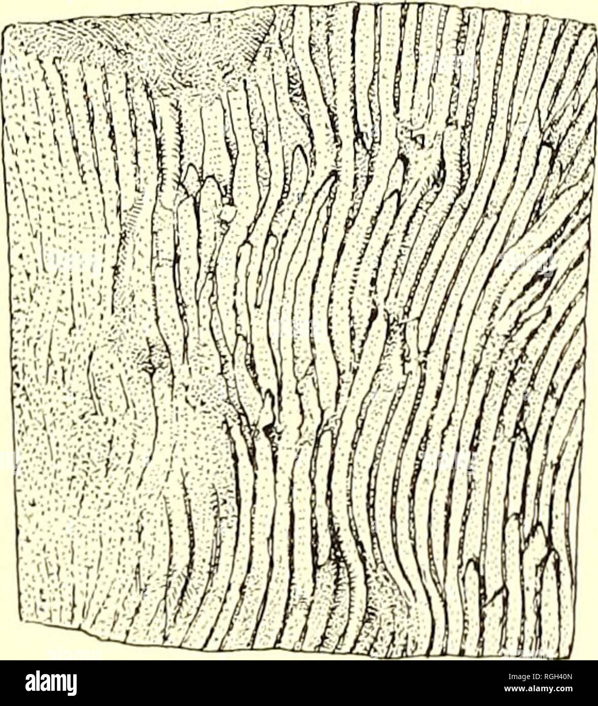 . Bollettino del Dipartimento di Geologia. La geologia. 1917] Nomland: Il Pliocene Etchegoin della California centrale 239 specie: Area trilineata Conrad, Chrysodomus portolaensis (Arnold), Dendraster gibbsii (Remond), Olivella biplicata Sowerby, Paphia staminea (falegname), Peeten, ef. healcyi Arnold, Peeten terminus Arnold. PECTEN ETCHEGOINI Anderson la piastra 7, le figure da 1 a 5 Peeten etchegoini Anderson, Proc. In California Acad. Sci., vol. 2, p. 198, pi. 18, figg. 92-93, 1905. Peeten wattsi, var. morani Arnold, IT. S. Geol. Surv. Il prof. La carta 47, pagg. 121-122, pi. 10, figg. 3-6, 1906. Peeten wattsi Arnold, var. Foto Stock