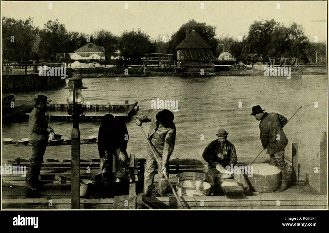 . Bollettino dell'Ufficio di presidenza di pesca. Pesca; cultura di pesce. Fig. 5.-Spawntaking operazioni sul Fiume Detroit, Michigan. Whitetish catturati nella pesca a fini commerciali sono tenuti in gabbie e le libbre fino a maturazione. Le gabbie sono provviste di false bottoms, che può essere sollevato per consentire un accesso più agevole ai pesci. Fir,, 6.-due uomini con reti dip sono pesci di sollevamento da casse (maschio coregone in una gabbia, le femmine in un altro) in vasche a spawntaker è di destra. Il pan (se le uova è passato all'uomo all'estrema sinistra, wlio " lava theni" prima che essi siano messi nella vicina vasca per il wat Foto Stock