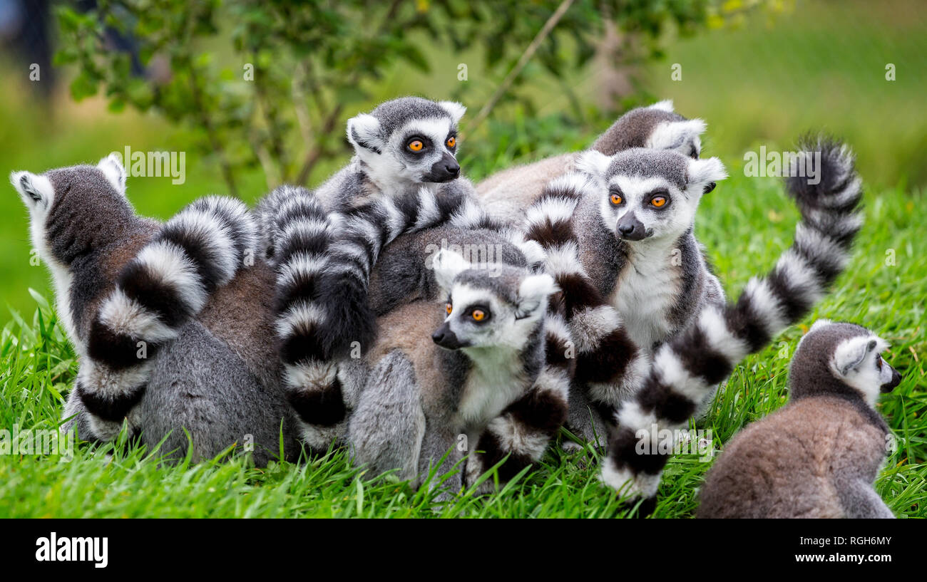 Chiusura del gruppo di ring tailed lemuri raggomitolati insieme all'aperto Foto Stock