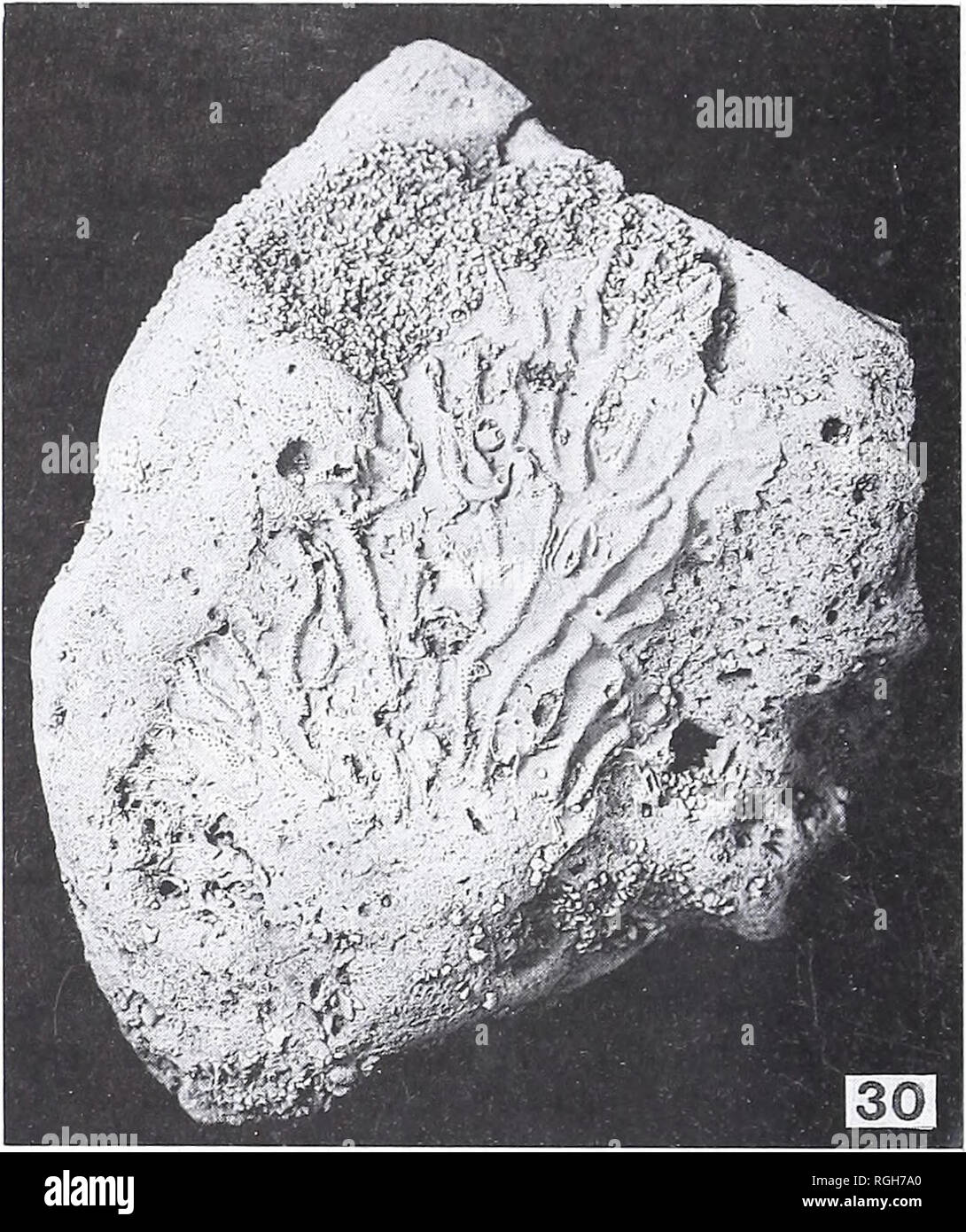 . Bollettino del Museo Britannico di storia naturale). Geologia.. 82 PITT E TAYLOR FWW, 0-17-()-2() mm; GTL, c. 0-78 mm; GW, c. Manometro da 0-34 mm; LOSM, c. 0 08 mm; TOSM, c. 010 mm; LOPM, c. 0 05 mm; TOPM, c. 0-06 mm. Commento. Questa rara specie differisce da F. neocomien- sis d'Orbigny avendo più strettamente-aperture distanziate (vedi d'Orbigny 1853: pi. 760, figure 10-13), e manca la distinta a forma di mezzaluna linee di crescita rappresentato da d'Orbigny sul ramo di superfici di retromarcia. Tuttavia, una valutazione precisa della distinc- zioni e le relazioni tra le due specie deve attendere una revisione moderna di d'Orbigny' Foto Stock