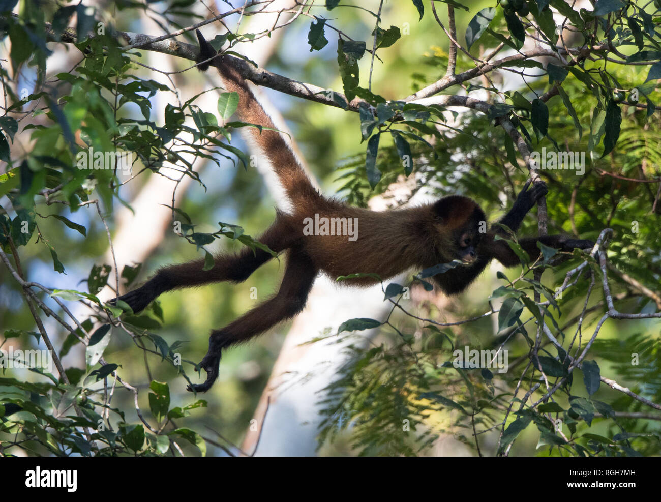 Spider Monkey (Ateles geoffroyi) Foto Stock