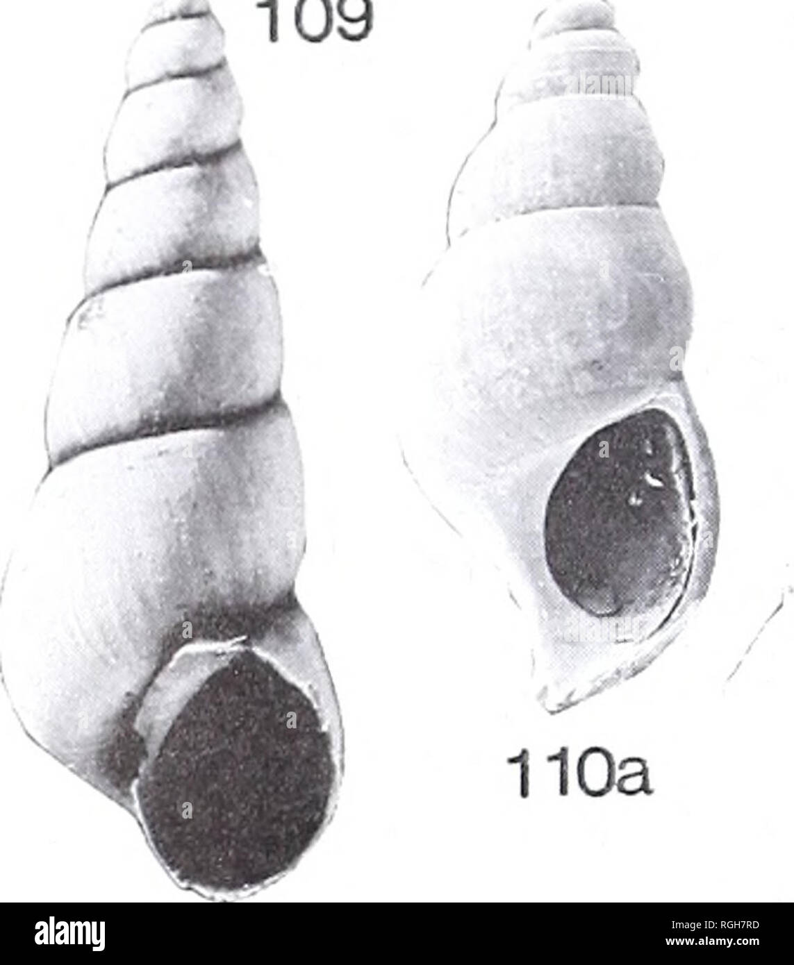 . Bollettino del Museo Britannico di storia naturale). Geologia.. 200 C. P. NUTTALL 109. /. Si prega di notare che queste immagini vengono estratte dalla pagina sottoposta a scansione di immagini che possono essere state migliorate digitalmente per la leggibilità - Colorazione e aspetto di queste illustrazioni potrebbero non perfettamente assomigliano al lavoro originale. British Museum (storia naturale). Londra : BM(NH) Foto Stock