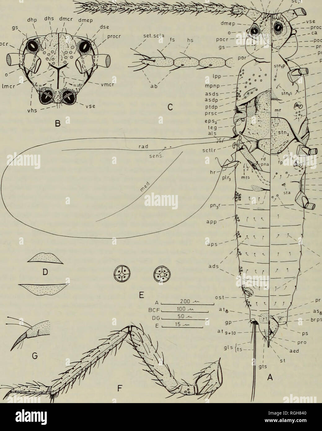 . Bollettino del Museo Britannico di Storia Naturale) Entom suppl. 104 morfologia e tassonomia dei maschi adulti dhp dhs dmcr ; / vhs pocr -vse h ' L  procr E?  - - ca / Un pocr / - - Prnr r   pepcv p ^-E ^!S3--CX' L" ^cK^"CXl pcf (/j3D ^sp3 ) ^'K-'5P3P • ho   - amss J- "/jl   - PLA3 "t "C DPP3 sla M   EPM3. Fig. 7. Planococcus dioscoreae Williams, dorsale e ventrale di vista.. Si prega di notare che queste immagini vengono estratte dalla pagina sottoposta a scansione di immagini che possono essere state migliorate digitalmente per la leggibilità - Colorazione e aspetto di queste illustrazioni possono non assomigliare perfettamente l'origine Foto Stock