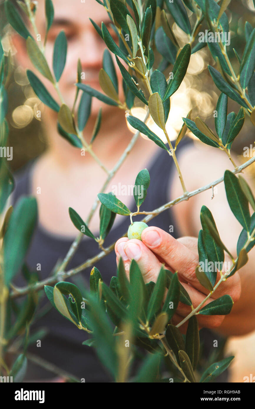 L'agricoltore è in fase di mietitura e raccolta delle olive di olive farm. Giardiniere in Olive garden raccolto. Olive garden Foto Stock