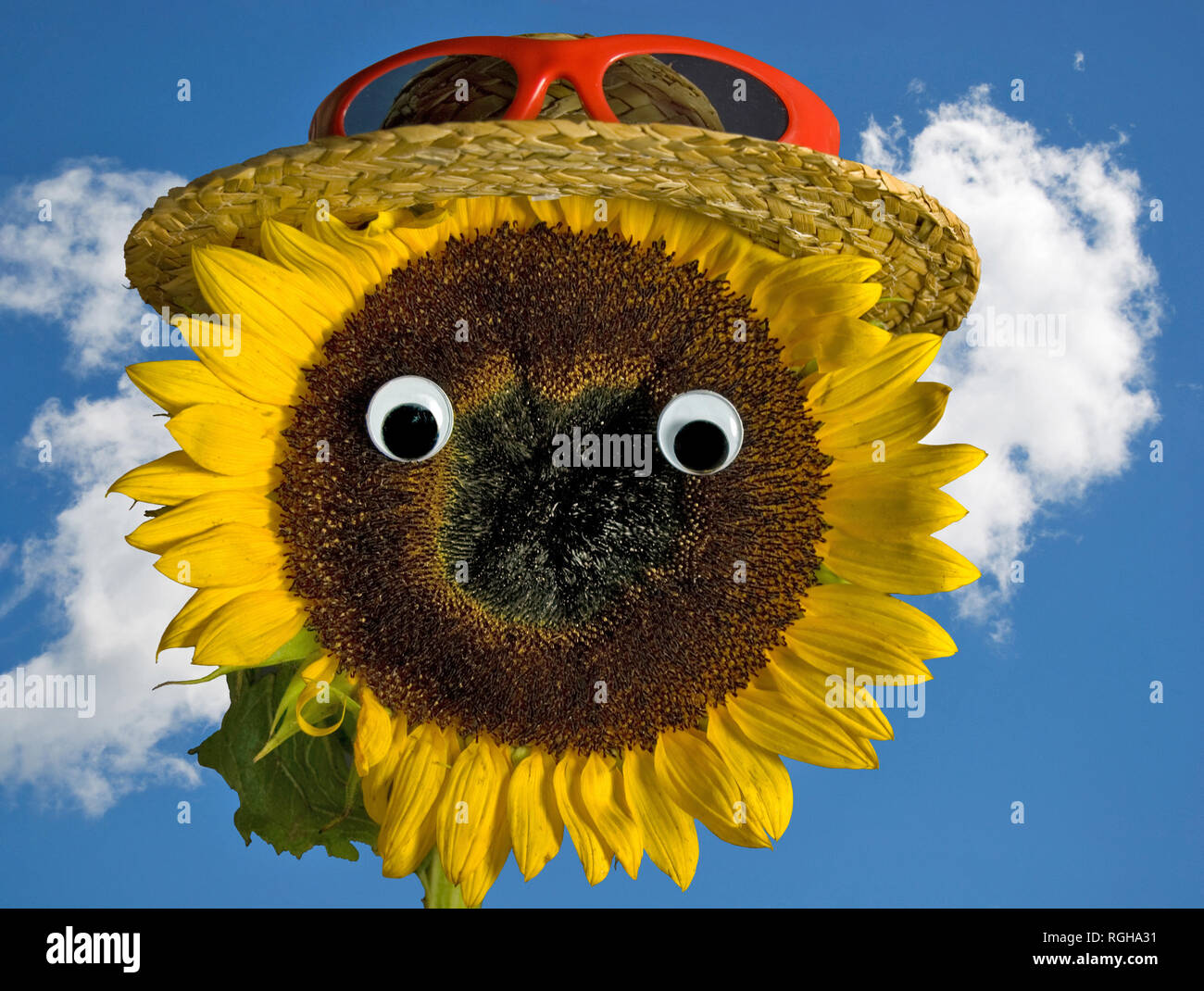 Girasole giallo con cappello di paglia e occhiali da sole rosso sul Cielo di estate sfondo Foto Stock