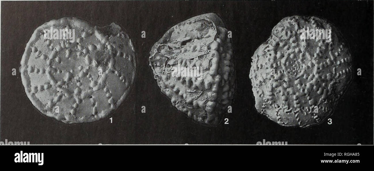 . Bollettino del Museo Britannico di storia naturale), la geologia. 64 R.L. HODGKINSON. Le Figure 3.1-3 "Rotalia" schroeteriana Parker &AMP; Jones. Tutti da falegname raccolta, nel Royal Albert Museum, Exeter; registro numero 263/1903-634. Filippine. Fig. 1, Paralectotype (posizione 6 sulla diapositiva), probabile forma megalospheric, vista dorsale, x 35. Fig. 2, Paralectotype (posizione 13 sulla diapositiva), edge vista mostrante intercameral apertura, x 35. Fig. 3, Lectotype, qui indicato (posizione 11 sulla diapositiva), probabile forma microspheric, vista dorsale, x 20. Le micrografie presi dei campioni non rivestita in ambientale cha Foto Stock