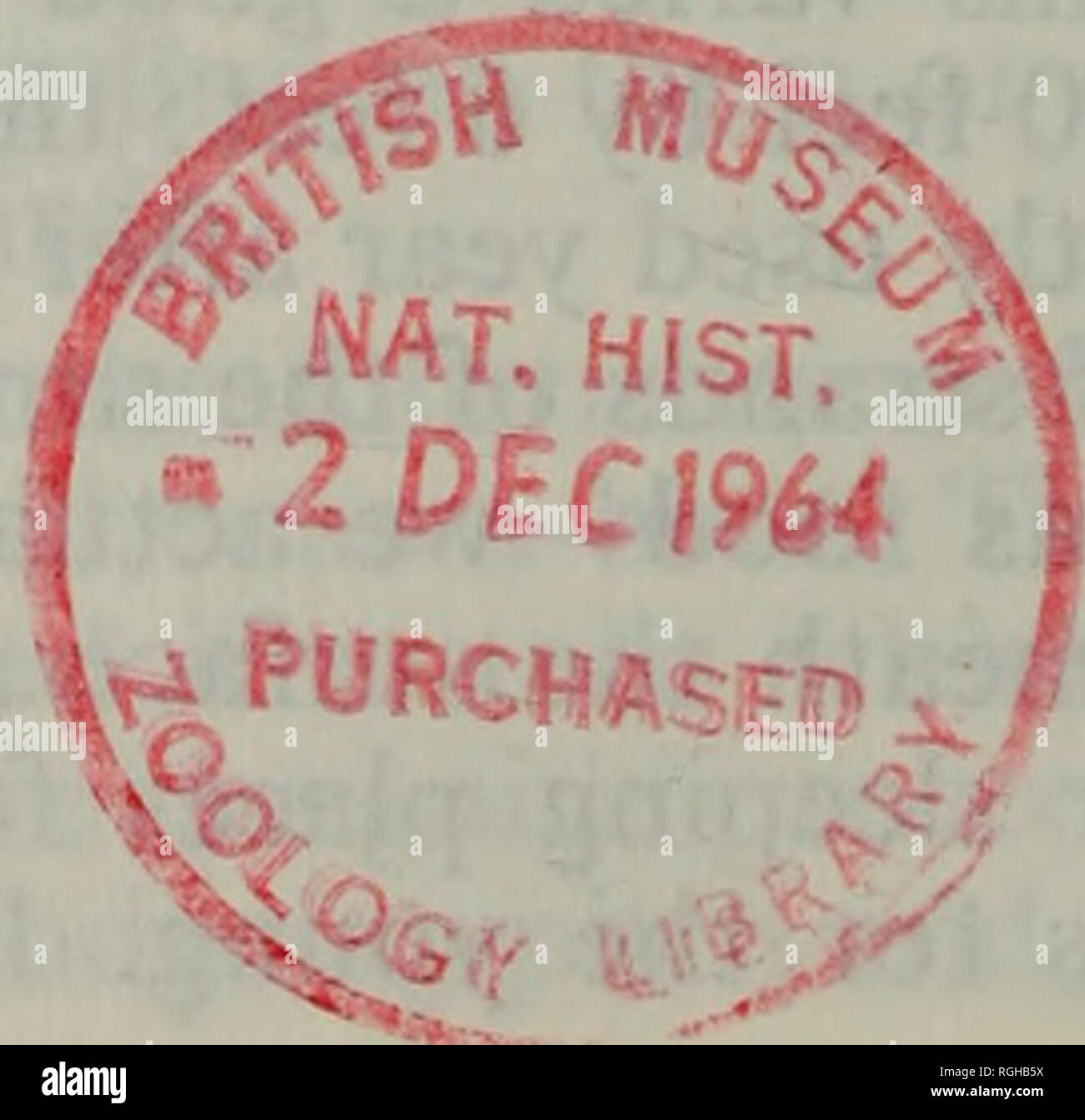 . Bollettino della British ornitologi' Club. Vol. 84 172 Bollettino B.O.C. deposito per le uova diventa appiattito con utilizzo e viene costruita nuovamente con un morbido materiale fresco allo stesso o a qualche altro punto della piattaforma prima di ogni nuova posa; ai lati di tale cavità sono così alta e ripida che è impossibile vedere all'interno fino a quando uno è accanto o in alcuni casi effettivamente sulla piattaforma stessa. Le sette uova e sei altri ottenuti successivamente dallo stesso lago variano in lunghezza da 62,4 a 72,5 e in larghezza da 43,7 a 46,1 con mezzo di 66,4 ± 0,82 e 44,6 10,19 mm. respectivel Foto Stock