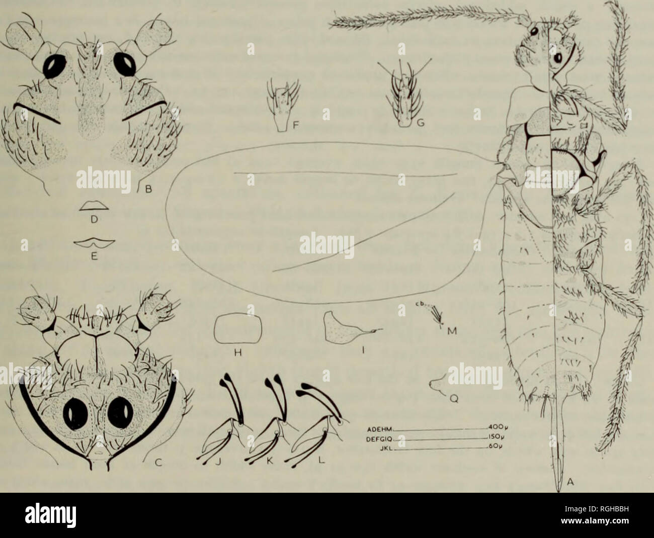 . Bollettino del Museo Britannico di Storia Naturale) Entom suppl. Della famiglia COCCIDAE 109 con 10-15 (media 13) Stazione F.S. di media lunghezza, 1-1-1-4 (media 1-2) volte più a lungo la larghezza del segmento ; con 1-4 usuale basiconica sensilla. Segmenti IV-IX ; cilindrica le lunghezze di questi segmenti (in u.) 171-220 (media 192), 103-141 (media 114), 99-113 (media 107), 80-103 (media 90), 65-84 (media 73) e 53-68 (media 59) rispettivamente, tutte circa la stessa larghezza variabile da 21 a 29 (x ; con 38-67 (media 53), 31-46 (media 36), 32-54 (media 36), 27-38 (media 32), 22-30 (media 25) Foto Stock