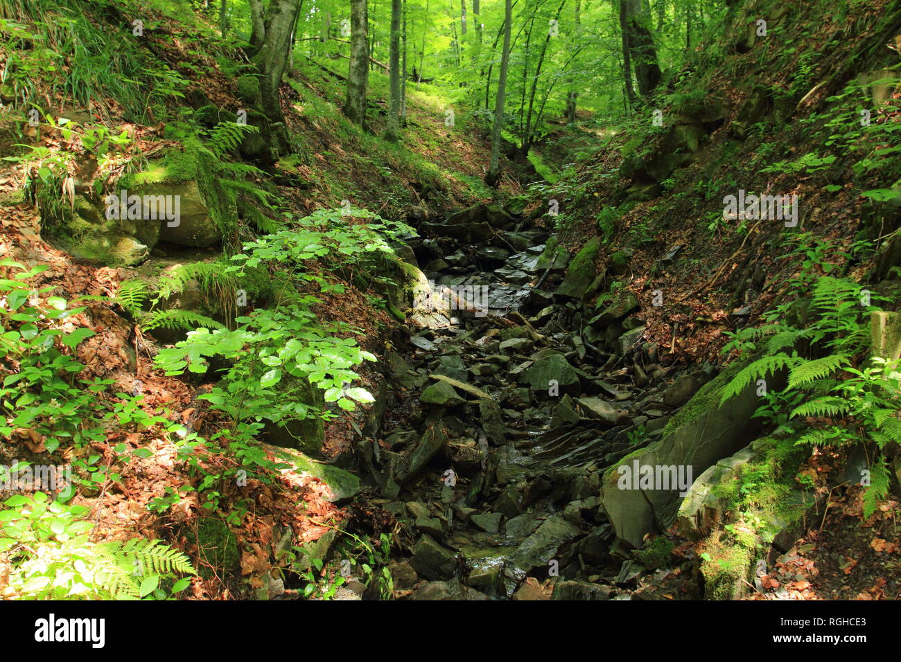 Bosco selvatico in monti Bieszczady, Polonia Foto Stock