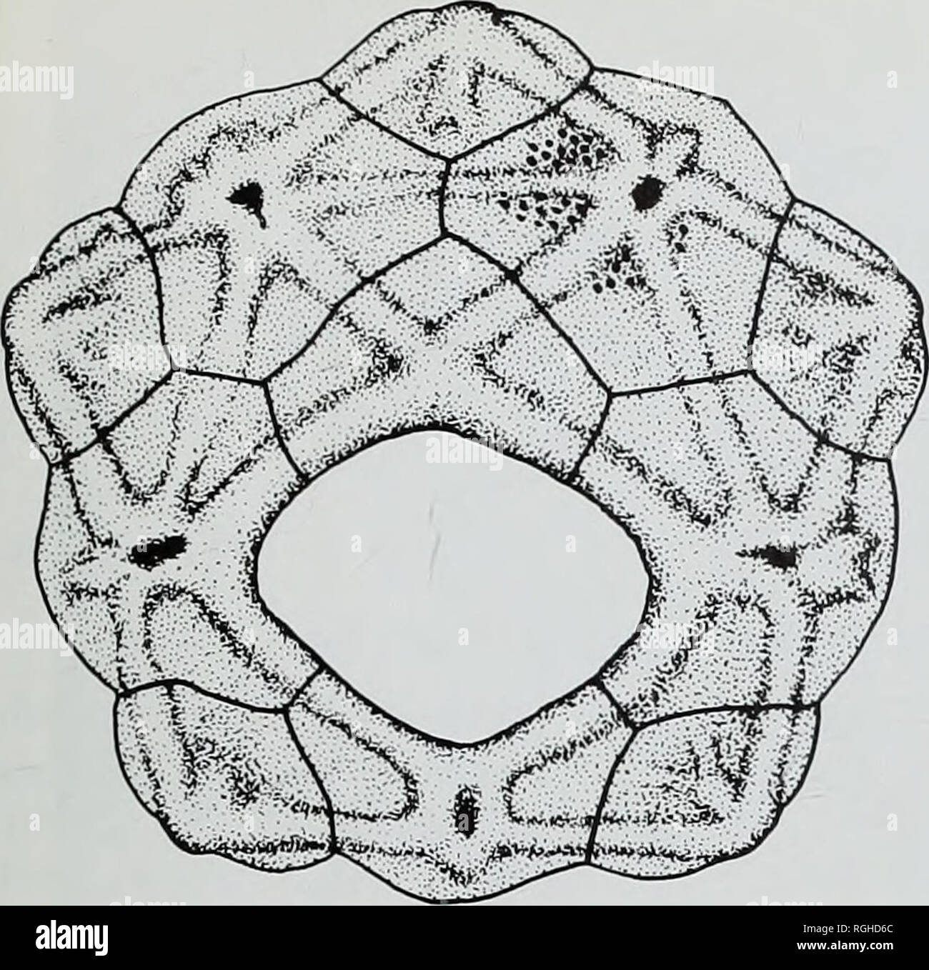 . Bollettino del Museo Britannico di storia naturale), la geologia. Cretaceo echinodermi da wilmington 59. 1 mm di Fig. 19 Camera lucida disegno del disco apicale di Goniophorus lunulatus (E.81125) da Wilmington. III oculare verso l'alto. piastre per colonna a 4 mm di diametro di prova, e 5-6 piastre da 6 a 10 mm diametro di prova. Tutte le piastre interambulacral hanno un unico grande tubercolo e piastra di altezza e larghezza della piastra sono più o meno uguale al ambitus (altezza è in media il 98% della larghezza; SD = 005; N = 18). Il tubercolo primaria occupa la maggior parte di ciascuna piastra ed è circondato da una cerchia ristretta di generi Foto Stock