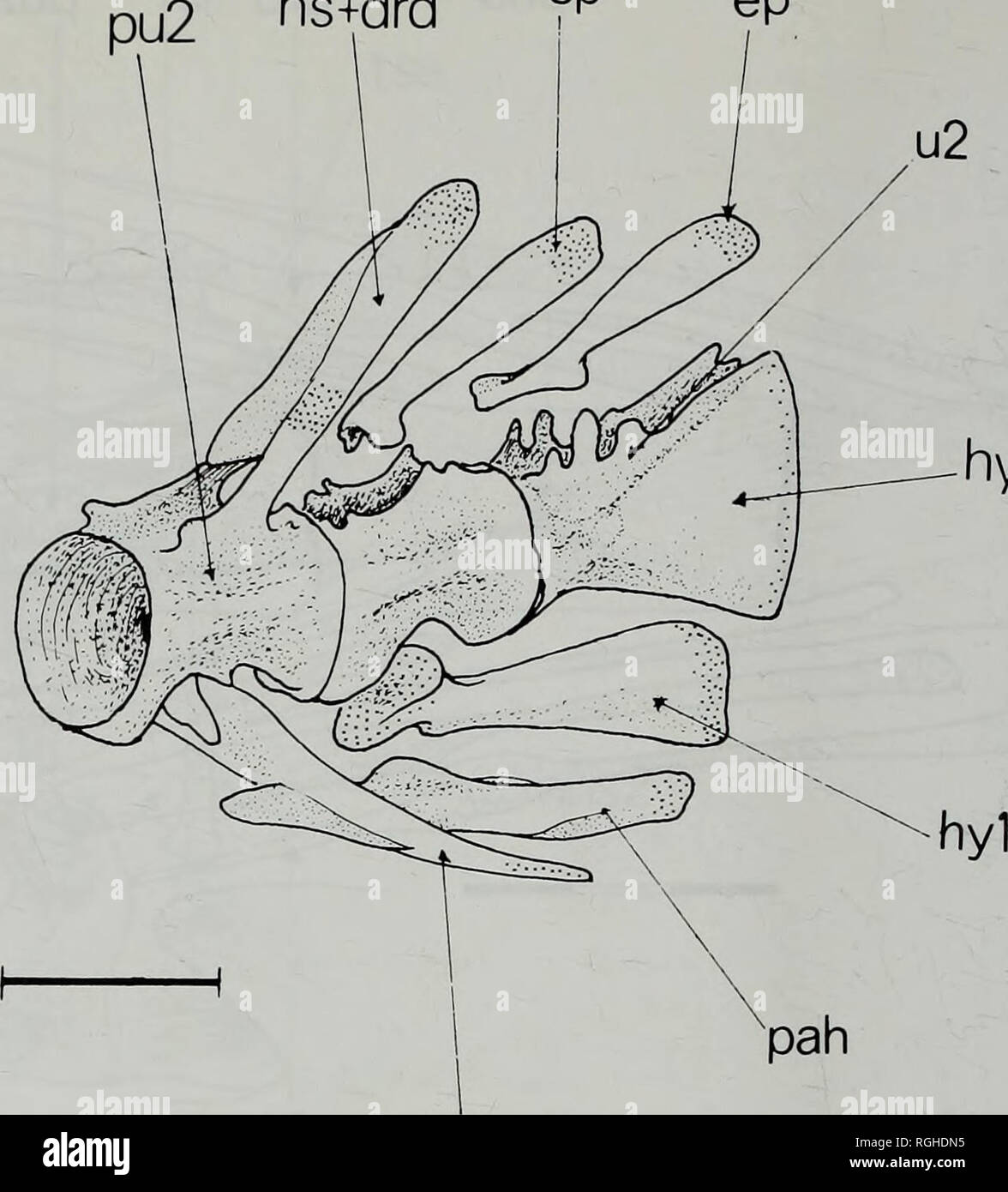 . Bollettino del Museo Britannico di Storia Naturale) Zoologia. Fig. 25 pinna caudale scheletri di Merluccius merluccius in viste laterali. Due campioni (ex. BMNH 1971.7.21: 44-59) che mostra le differenze individuali (vedere il testo). Seconda vertebra preural e degli elementi associati sono ombreggiati; la cartilagine è indicato dal puntinismo grossolana. Scala = 1,0 mm. Muscolo Epaxial inserimento (Fig. 26A) In Macruronus epaxial muscolatura ben si estende in avanti per inserire sul cranio al di sopra della regione posteriore dell'orbita. La sezione centrale del muscolo bloc inserti lungo la cresta supraoccipital, le sue fibre formanti un angolo di 20° t Foto Stock