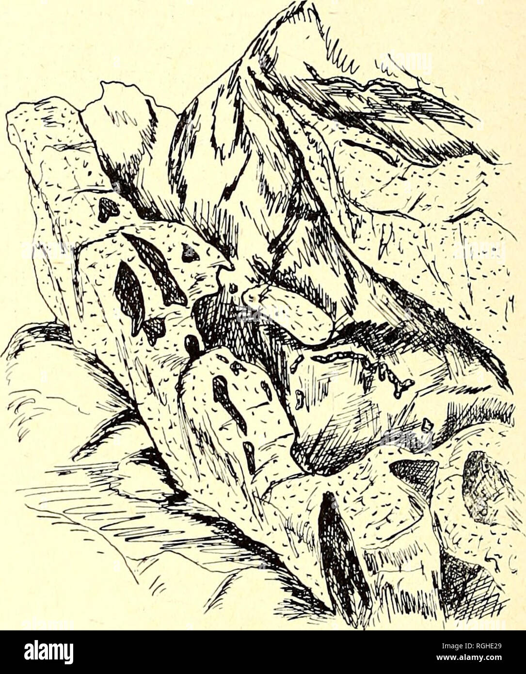 . Bollettino del Dipartimento di Geologia dell'Università della California. 6o Università della California. [Vol. 2. rami da due a tre pollici di spessore, da cui si diramano sempre più piccoli perpendicolarmente, diradamento infine ai bordi di coltello. Le grandi dighe e molti di quelli più piccoli con- tain inclusioni di serpentine. Queste inclusioni sono frequentemente. Figura 6.-dicco irregolari di diabase inclosing frammenti di serpentina. estratta nella lunga, shreddy wisps. Per consentire a questi di assumere la forma mostrata qui, sembra necessario per il serpentino a sono state in un modo un po' co in plastica Foto Stock . Bollettino del Dipartimento di Geologia dell'Università della California. 6o Università della California. [Vol. 2. rami da due a tre pollici di spessore, da cui si diramano sempre più piccoli perpendicolarmente, diradamento infine ai bordi di coltello. Le grandi dighe e molti di quelli più piccoli con- tain inclusioni di serpentine. Queste inclusioni sono frequentemente. Figura 6.-dicco irregolari di diabase inclosing frammenti di serpentina. estratta nella lunga, shreddy wisps. Per consentire a questi di assumere la forma mostrata qui, sembra necessario per il serpentino a sono state in un modo un po' co in plastica Foto Stock