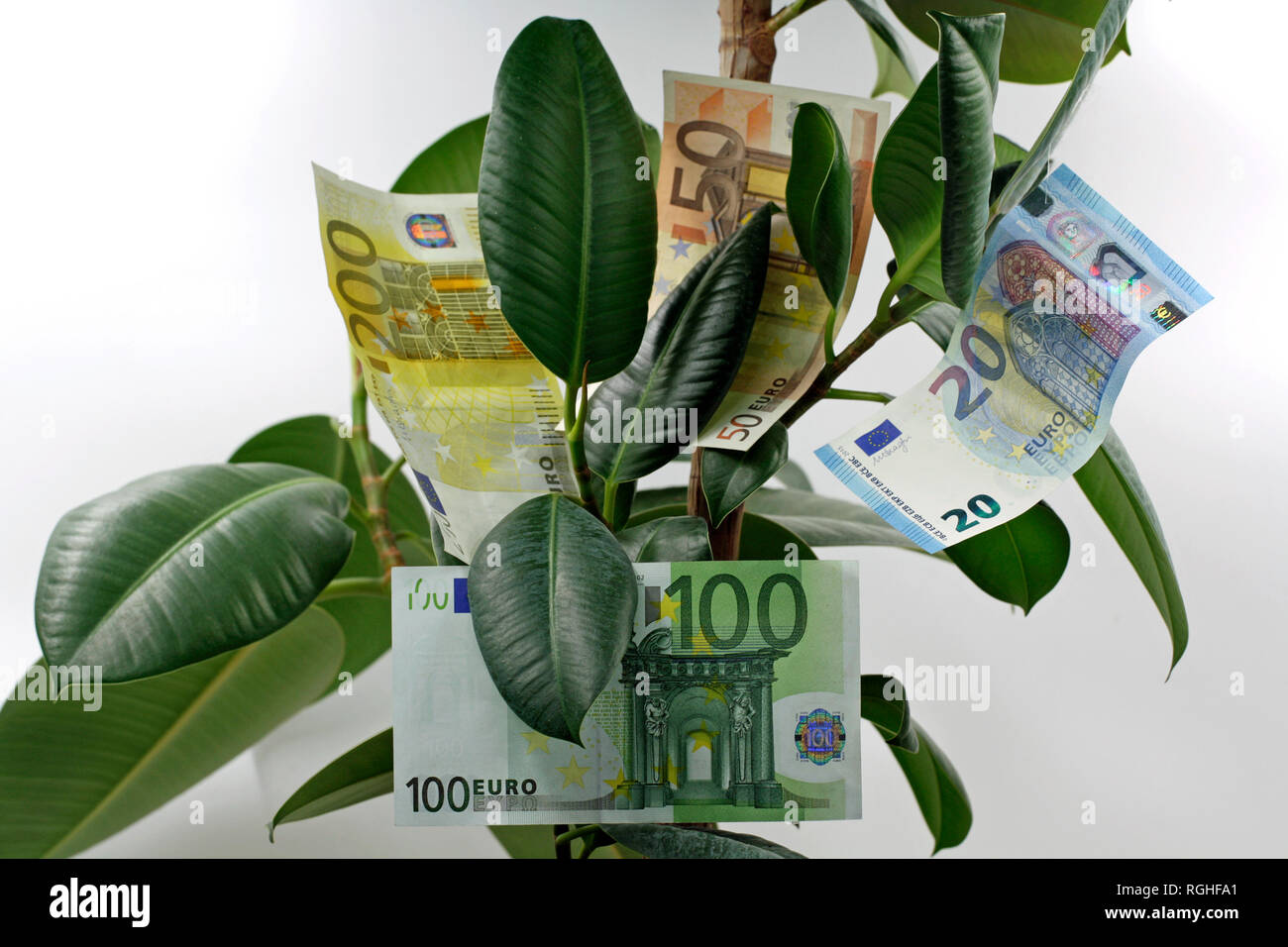 Close up money tree con le banconote in euro all'interno isolato su sfondo bianco Foto Stock