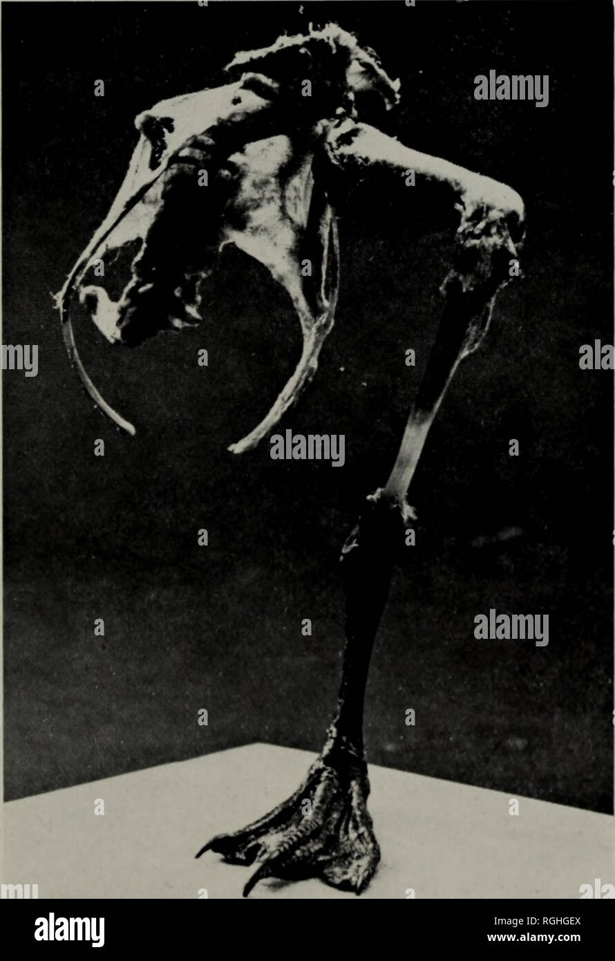 . Bollettino della British ornitologi' Club. Bollettino B.O.C. 127 Vol. 87 un caso di assenza congenita dell'arto inferiore destro in un Teal da James Harrison ha ricevuto il 21 giugno 1967 La letteratura contiene abbastanza numerosi riferimenti agli uccelli di diverse specie che hanno subito una parziale amputazione di un arto inferiore. Di solito tali casi possono essere riconosciute a causa di una qualche forma di trauma; talvolta questo sembra essere il risultato di un colpo di pistola-ferita, ma un ancor più frequente causa è il pregiudizio e di interferenza con la circolazione re- sulting di essere catturato da una gamba da un vongola, la porzione intrappolata Foto Stock