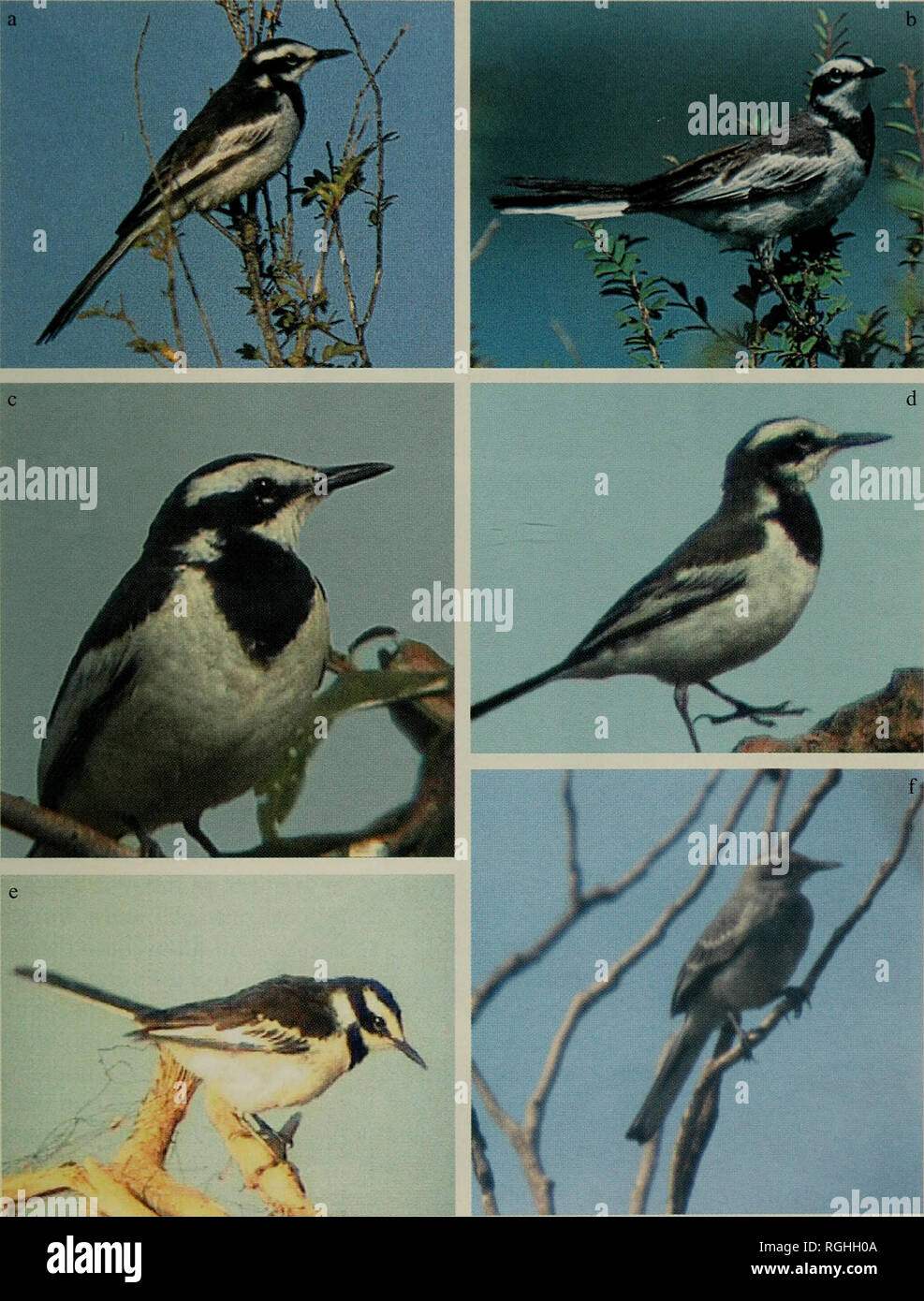 . Bollettino della British ornitologi' Club. Gli uccelli. J. W. Duckworth et al. 155 Boll. B.O.C. 2001, 121(3). La piastra 1. Motacilla samveasnae. (A, c, e) differenti adulto (?) maschi; (b, d) diverse femmine adulte, l'uno in b abbinato al maschio in un; (f) i capretti. La macchia bianca sul lato del collo appare insolitamente grandi e. (A-e) da Stung Treng Provincia, Cambogia, a metà febbraio 2001, (f) da Kratie provincia, Cambogia, a metà aprile 2001. Fotografie: Pete Davidson (a,b,f) e per Alstrom (c, d, e; dal video).. Si prega di notare che queste immagini vengono estratte dalla pagina sottoposta a scansione le immagini che potrebbero h Foto Stock