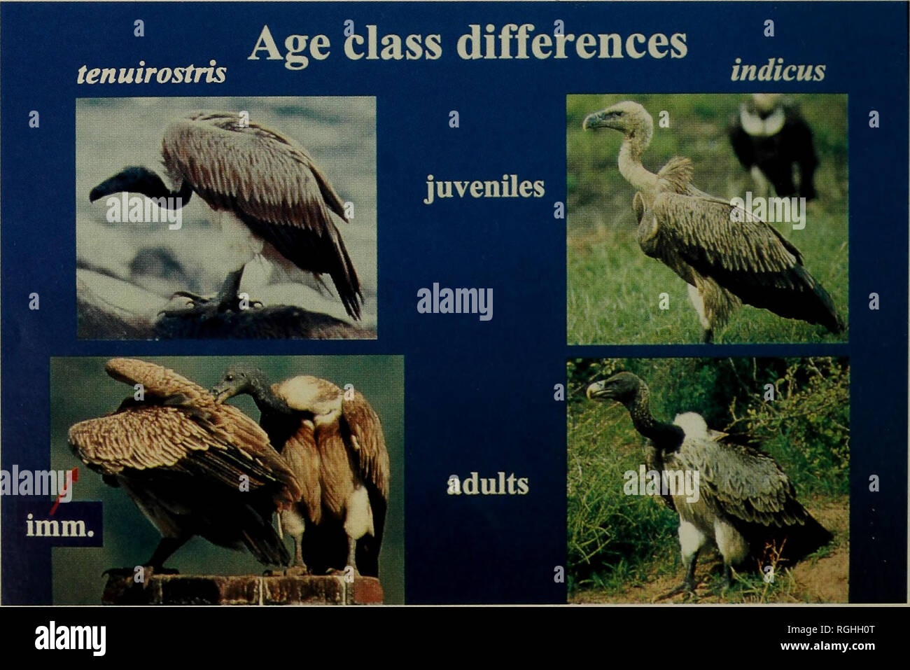 . Bollettino della British ornitologi' Club. Gli uccelli. Avvisi Club 146 Boll. B.O.C. 2001, 121(3) della specie che viene trascurato per così lungo tempo - piuttosto notevole su un isola con una lunga storia di studi ornitologici. Deepal Warakagoda è in procinto di avviare un progetto di ricerca per saperne di più circa il nuovo civetta e per cercare di stabilire la sua esatta dello stato. Ad oggi egli ha potuto solo per individuare tre individui. Un annuncio circa il nuovo gufo è di apparire poco nel bollettino della Oriental Bird Club, Forktail e Deepal intende descrivere le nuove specie in corso di causa in una carta per essere Foto Stock