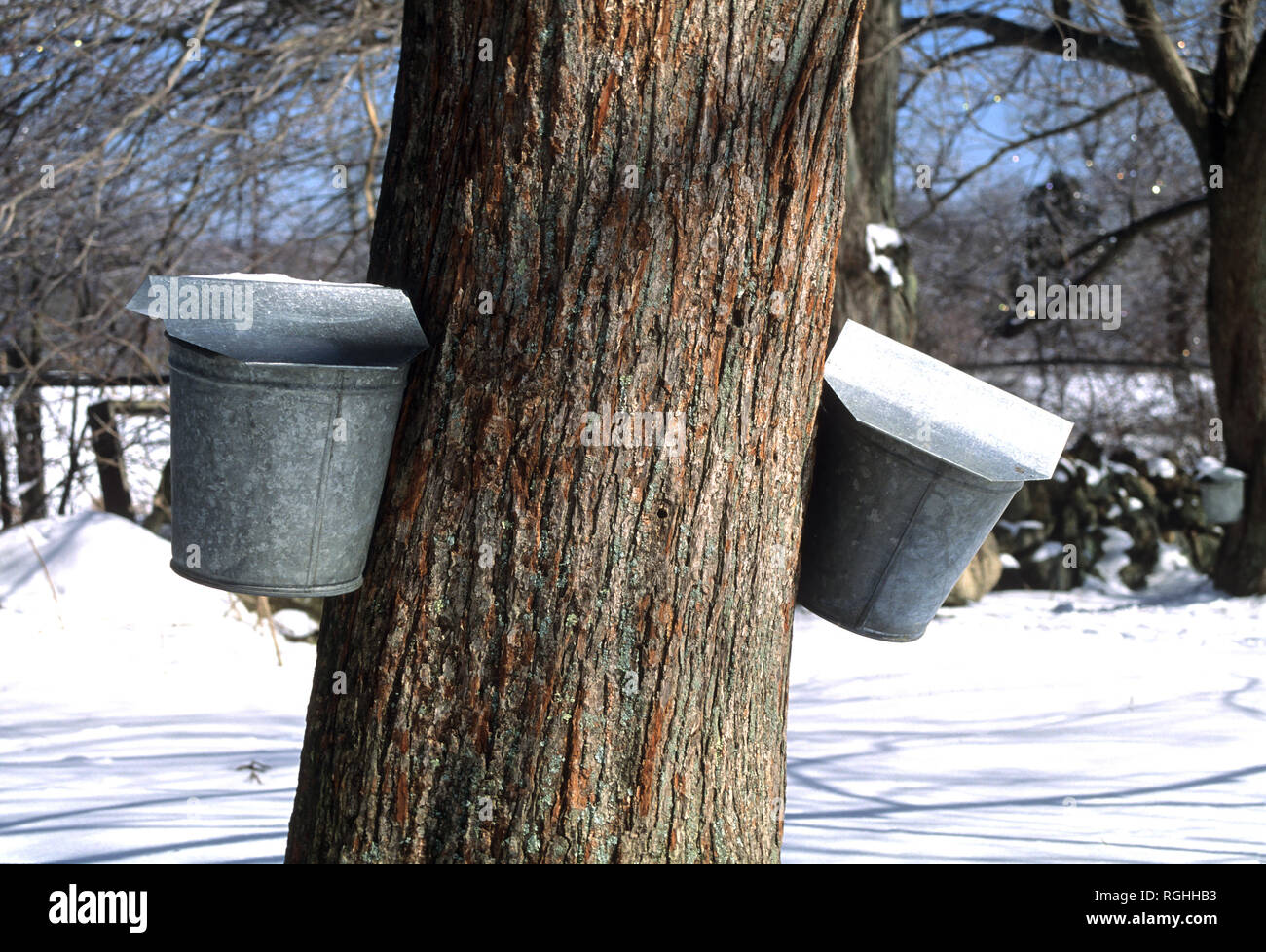 Bucket di SAP su un acero in Richmond, Rhode Island, STATI UNITI D'AMERICA Foto Stock