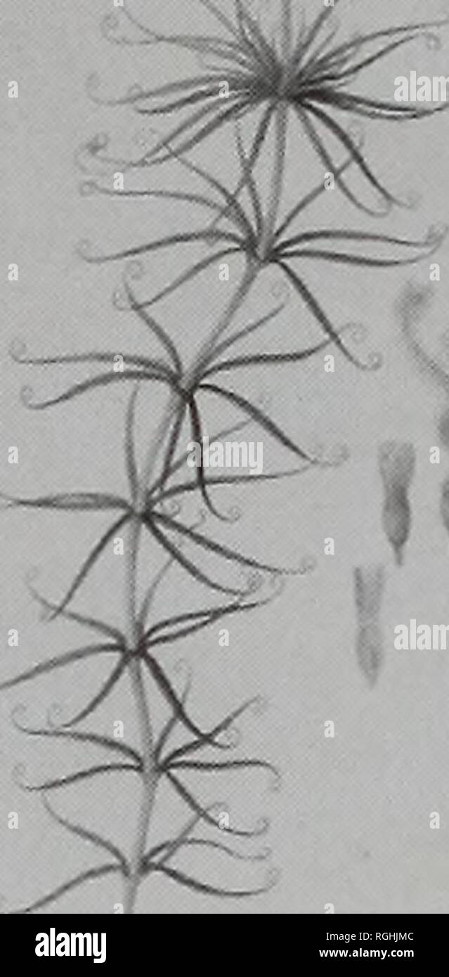 . Bollettino del Museo Britannico di storia naturale), botanica. 128 DJ. MABBERLEY e D.T. MOORE con (sinistra) allargamenti di fiori e (a destra) ingrandito la dissezione delle parti floreali, frutta (anche vita-size) e semi. La provenienza e il campione. King George Sound (testa calva), Western Australia (marrone, 1810£&GT;: 572 'M'). Disegno originale ("P. Testa') a Vienna (E. Pignatti, pers. comm.). Materiale (Bennett 2609) raccolti Dicembre 1801. Brown slip(B.65.34/148) per 'Stylidium fasciculatum' raccolte 'DECR 19 1801' è annotato "Ic Bauer n8'. Pubblicazione. Apparentemente inediti. ,V 4. 82 Stylid Foto Stock