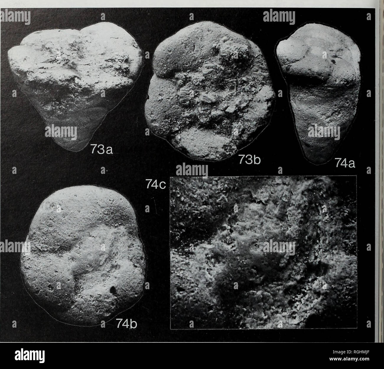 . Bollettino del Museo Britannico di storia naturale), la geologia. 138 BANNER, SIMMONS&amp;WHITTAKER. Figg 73-74 Pseudomarssonella bipartita Redmond, dall Arabia Saudita, Aramco ben T 61, 80-90 ft profondità, centro formazione Dhruma, metà o fine Bathonian. Le figure 73a-b, holotype AMNH FT-1265; una, vista assiale (lunghezza 440 urn), x 140; b, vista terminale, x 140. Le figure 74a-c, paratype AMNH FT-1266; una, vista assiale (lunghezza 560 urn), x 110; b, vista terminale, x 140; c, area apertural, x 325. Commento. La differenza di angoli di rastremazione tra la holotype (Fig. 73a) e paratype (Fig. 74a) non può essere ascritto a strutturali Foto Stock