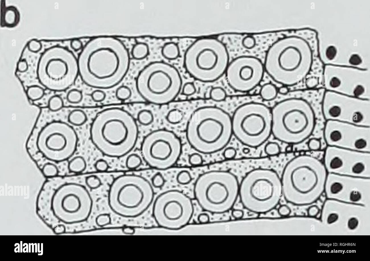 . Bollettino del Museo Britannico di storia naturale), la geologia. . 1 mm di Fig. 34 Camera lucida disegni di ambital interambulacral piastre di Cottaldia: un, C. gra- nulosa, E.76335; b, c. benettiae, E.81089. (Entrambi i campioni sono approssimativamente lo stesso diametro). Discussione. In passato questa specie non è stata distinta da Cottaldia benettiae. Il provino immaginato da Goldfuss (1829), sotto il nome di manoscritti Echinus granulosus di Miinster, è conica e non ha nessun disco apicale conservati di placcatura. Questo sembra essere identico ai campioni qui descritto ed è molto diversa in forma dal Foto Stock