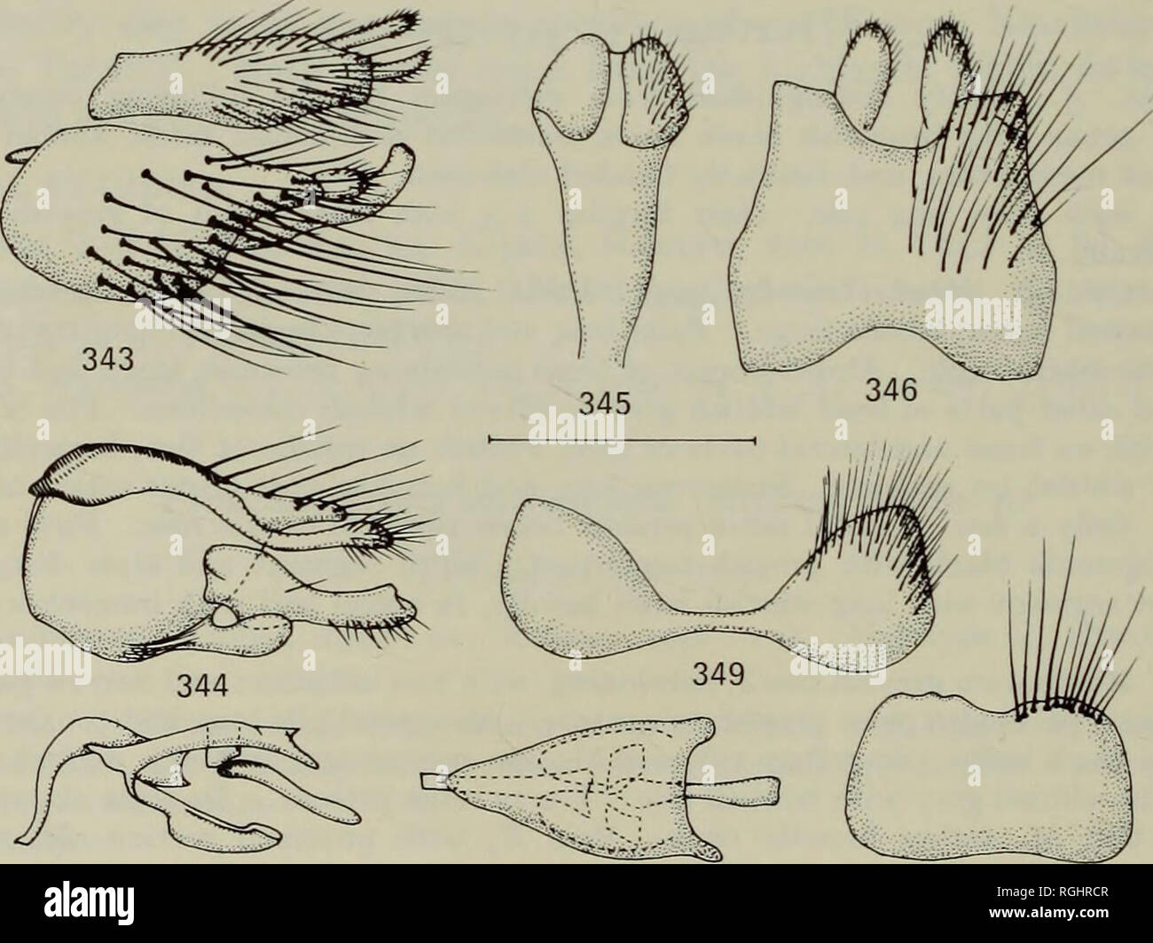 . Bollettino del Museo Britannico di Storia Naturale) Entomologia. 302 L. LYNEBORG punta estrema, solo indistintamente tomentose, e principalmente con i peli di colore biancastro. Tibiae e tarso marrone giallastro, suggerimenti di tibiae e ultimo segmenti tarsale oscurata. L'addome. Tergites 2-4 con brillanti nerastre bande anteriore, il resto di questi tergites argenteo grigio biancastro tomentose. Lungo la linea mediana della bande nerastre che occupa circa i due terzi del tergite 2, metà del tergite 3 e un quarto del tergite 4, ma tutte le bande strette verso il margine laterale. Tergites 5-7 interamente argenteo grigio biancastro tomentose. Pila Tergal molto l Foto Stock