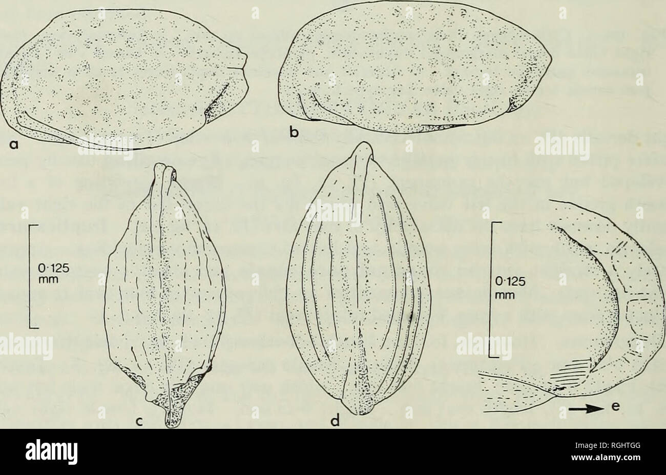 . Bollettino del Museo Britannico di storia naturale), la geologia. 208 CALLOVIAN TITHONIAN alla discussione. Cytheropteron (? Infracytheropteron) aitkeni sp. nov. È chiamato dopo il dott. W. G. Aitken, precedentemente noto come geologo con il Tanganica Geological Survey. Questa specie è collocata nel sottogenere Infracytheropteron con una query per due motivi. In primo luogo, un occhio gonfiore, una caratteristica non registrato finora in specie di questo sub- genere, è presente ; in secondo luogo la cerniera, pur avendo elementi liscia, è del adont e non del tipo holoperatodont. L'aspetto esterno del C. (? /.) Aitkeni sp. nov. è tale Foto Stock