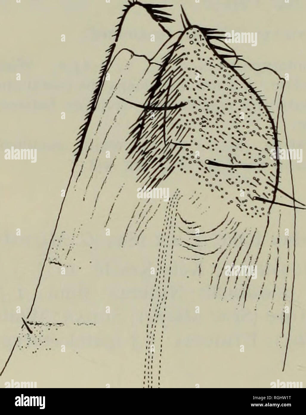 . Bollettino del Museo Britannico di Storia Naturale) Entomologia. 50 P. R. SEYMOUR Masalia hololeuca (Hampson) comb. n. (Testo-fig. 57; PI. 4, fig. 153) Timora hololeuca Hampson 1903 : 117. LECTOTYPE $, India (BMNH), qui indicato [esaminati]. Parafango anteriore con areole; lunghezza 0* (10), 11-1-13-5 (lectotype 11-9), $ (10), 12-6-15-0. Schema parafango come in PL 4, fig. 153. Parafango anteriore superficie superiore bianco. Hind ala superficie superiore bianco. Genitali. $ scobinate bar e cornutus come testo-fig. 57. $ papilla analis semplice. Materiale esaminato. LECTOTYPE, qui indicata, [India: Mysore] Madras, Belgaum, &lt;$, x.1 Foto Stock