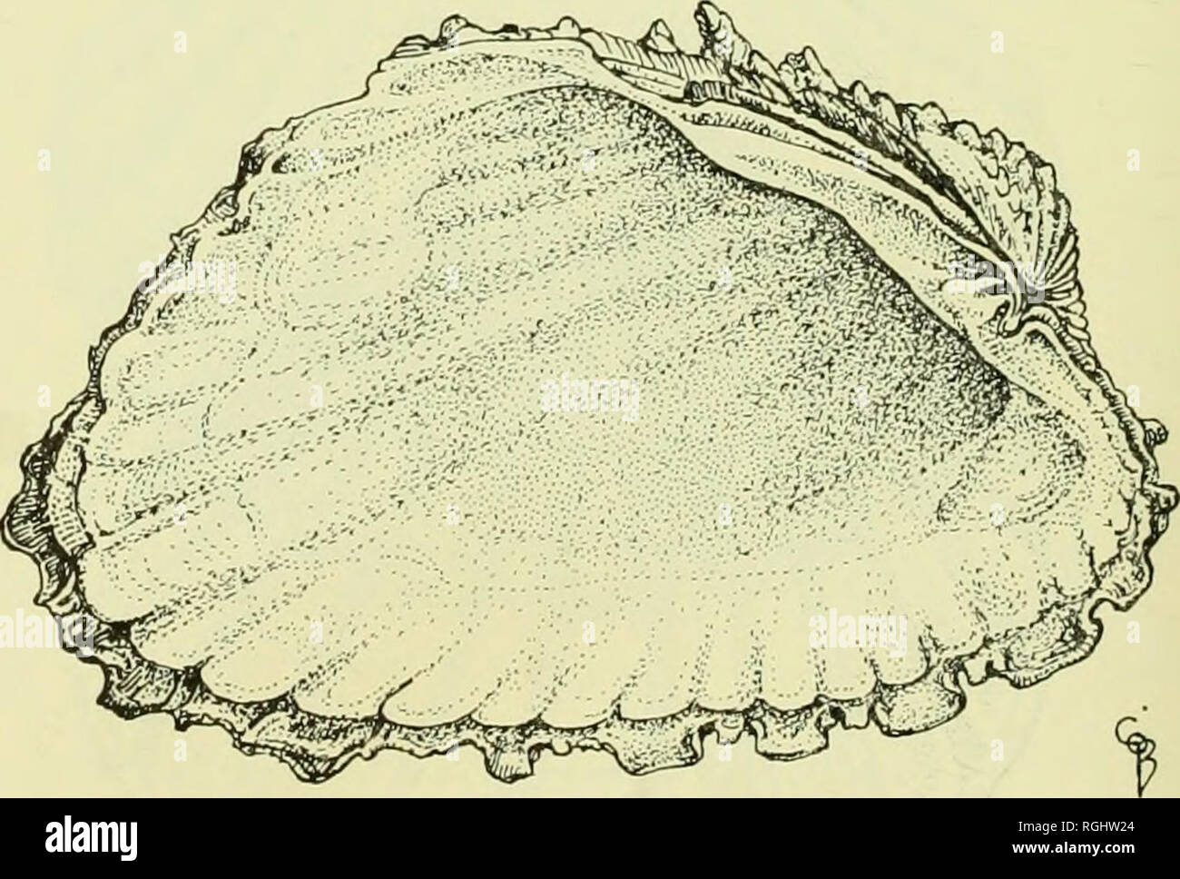 . Bollettino del Museo Britannico di storia naturale). 390 H. E. J. BIGGS Cuna sp. Materiale. Western Khor, io + i valvola. Superfamiglia CARDITACEA famiglia CARDITIDAE genere carta è un Bmguiere, 1792 Cardita antiquata (Linnaeus, 1758) Chama antiquata Linnaeus, 1758 ; 691. Cardita antiquata Melvill e Abercrombie, 1893 : 28. Sturany, 1901 : 287. Melvill e Standen, 1907 : 812. Materiale. Sta. 50, 3 valvole; Sta. 54, 6 valvole; Sta. 56, 32 valvole; Sta. 58, 15 valvole; Sta. 70a, 3 valvole; unlocated, 6 valvole. La determinazione di cui sopra è realizzato con qualche riserva. Haas (1952 e 1954) riporta la specie Cardita b Foto Stock