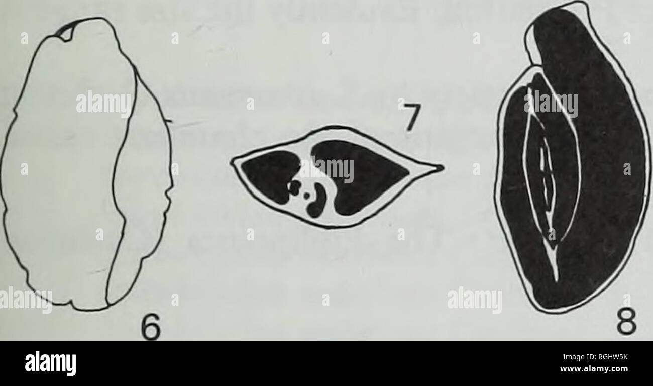 . Bollettino del Museo Britannico di storia naturale), la geologia. I foraminiferi DEL TOGOPI FORMAZIONE 17 materiale. 9 esemplari. NB 9449, 9450, 9452. Variazione. Lunghezza 0-66-1-55 mm, larghezza 0-27-0-91 mm, spessore 0-13-0-53 mm. Commento. Questo carinate, moderatamente specie gonfiato con un edentate apertura ovale è purtroppo solito trovati rotti e infilled con pirite nella Togopi campioni. Il meglio conservato il campione per adulti, tuttavia, sembra essere triloculine come tre camere sono visibili su di un lato e due sull'altro (vedere Fig. 6; PI. 3, fig. 4a). Questa disposizione è tuttavia né triloc Foto Stock