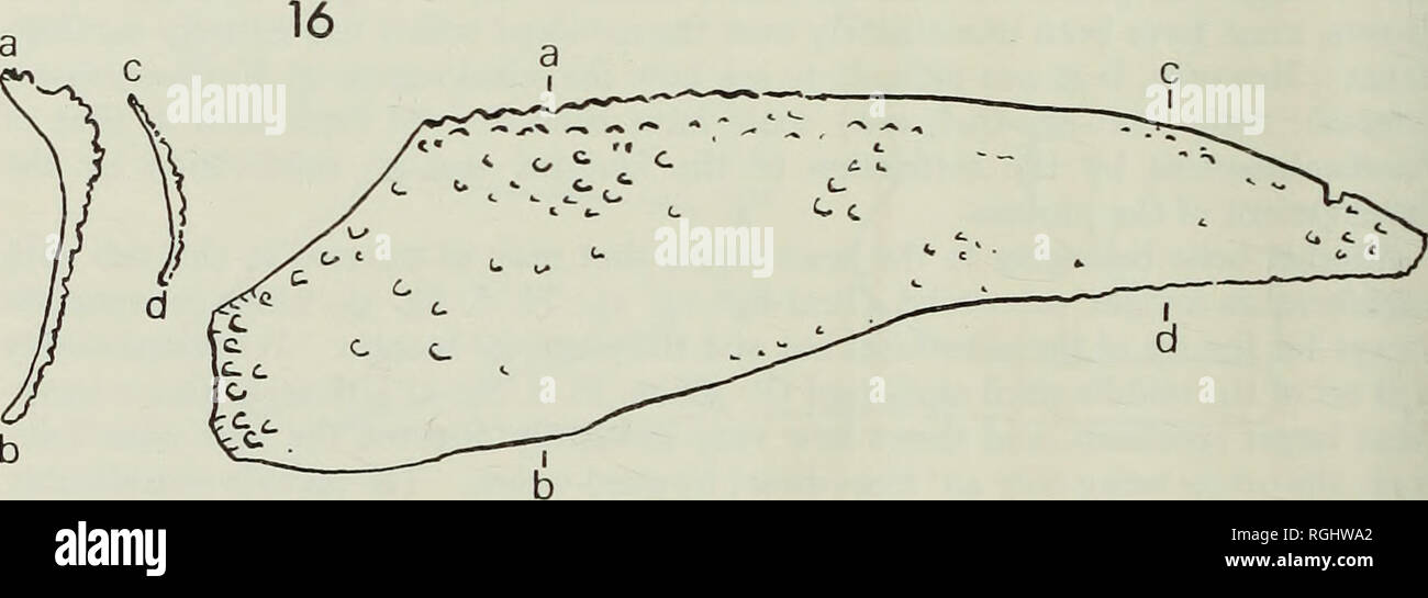 . Bollettino del Museo Britannico di storia naturale), la geologia. 398 BUCHANOSTEID ARTHRODIRES soprattutto deve essere stata massiccia. Segue la curva dell'orbita e si volge verso l'alto dando off come fa un postero-processo ventrale {pr.pvl-cfr. Stensio 1963 : 232, testo-figure 51C, 70, 77). Quasi immediatamente al di sopra di questo il Palatino è trafitto da una grande foramen o arco (&amp;.F2), e poco al di sopra di questa sede dell'auto- parte palatina è separata da quella della parte centrale della palatoquadrate da un ampio divario o arco spezzato [p. ¥ 2,3)- Questo divario è eventualmente per il passaggio di un mascellare Foto Stock