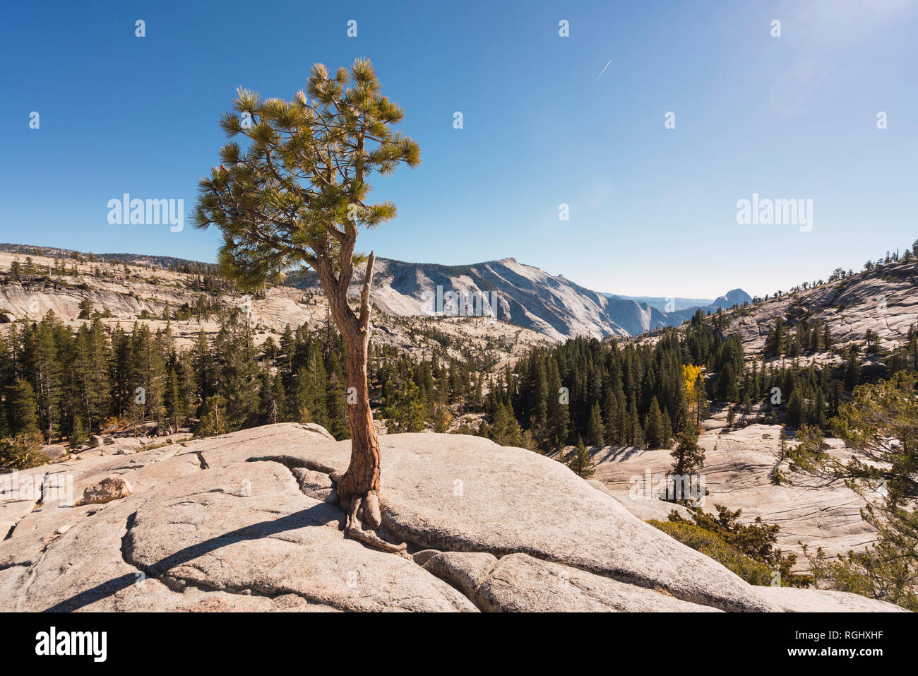 Stati Uniti d'America, in California, del Parco Nazionale Yosemite, punto di vista con albero in autunno Foto Stock