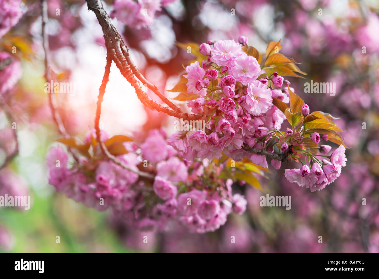 Rosa sakura fiori sulla molla cherrys rametti. In primavera la natura sullo sfondo Foto Stock